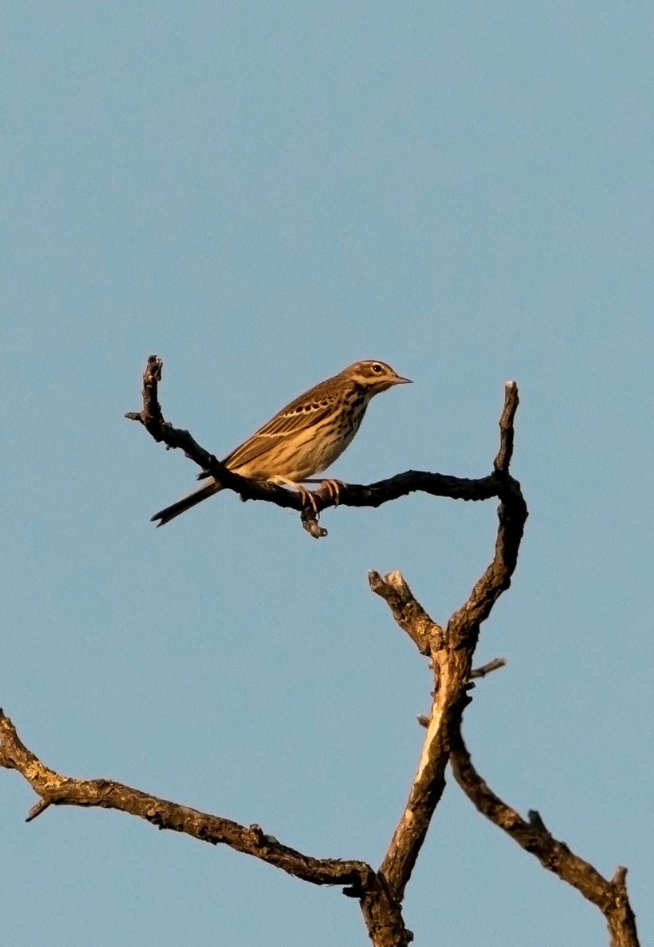 prispolone in sosta 22/09/2022