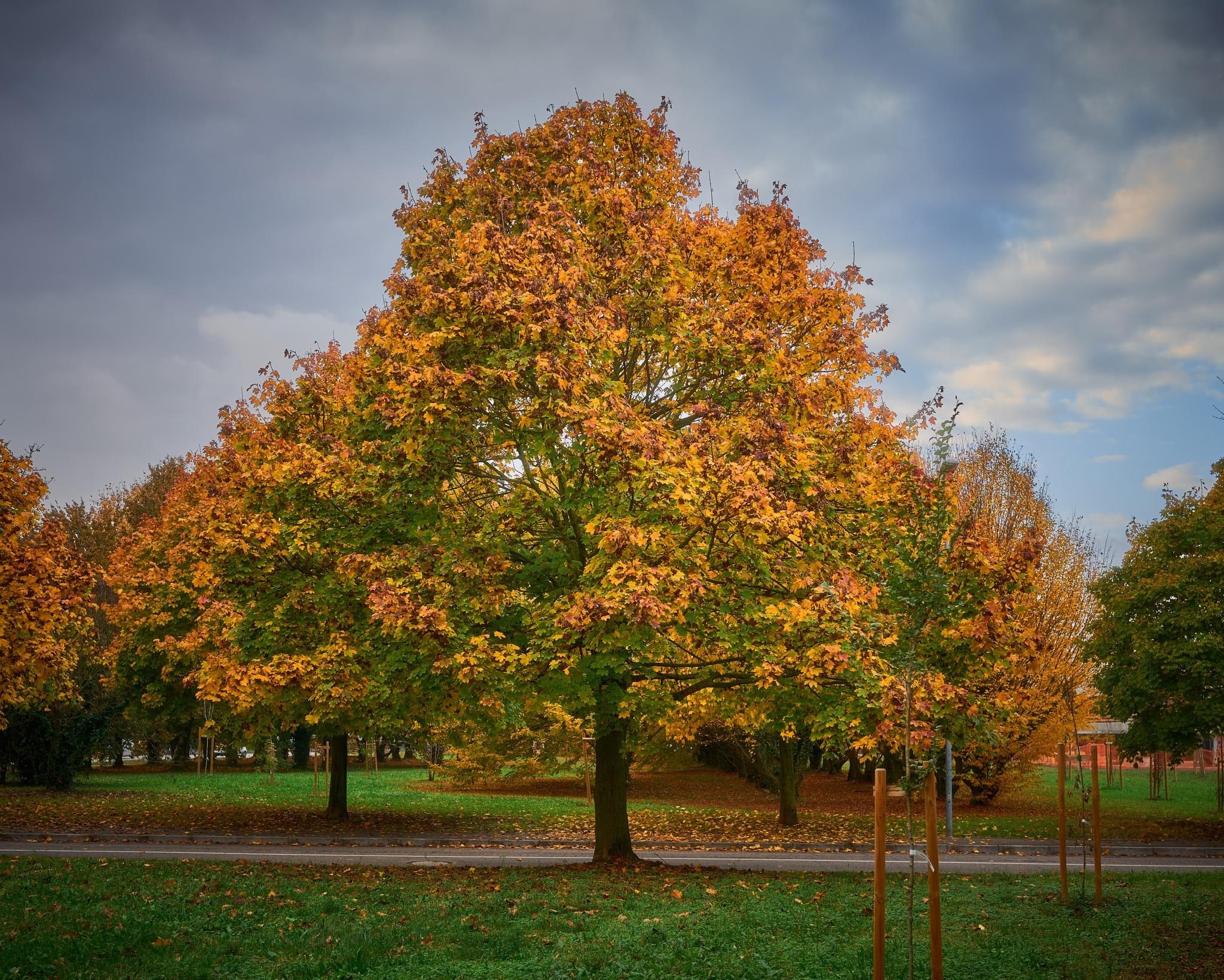 The tree of gold zecchini