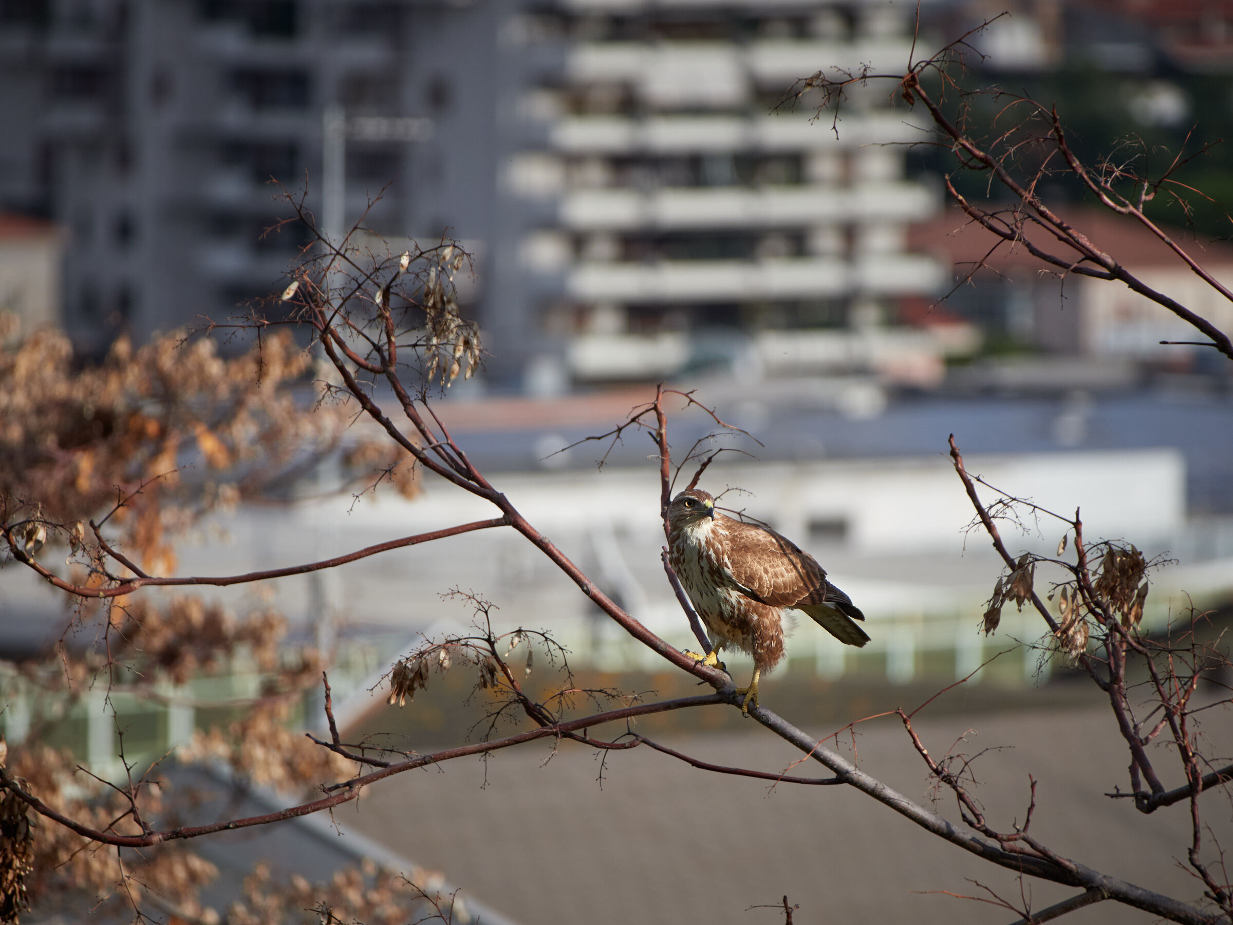 Metropolitan buzzard