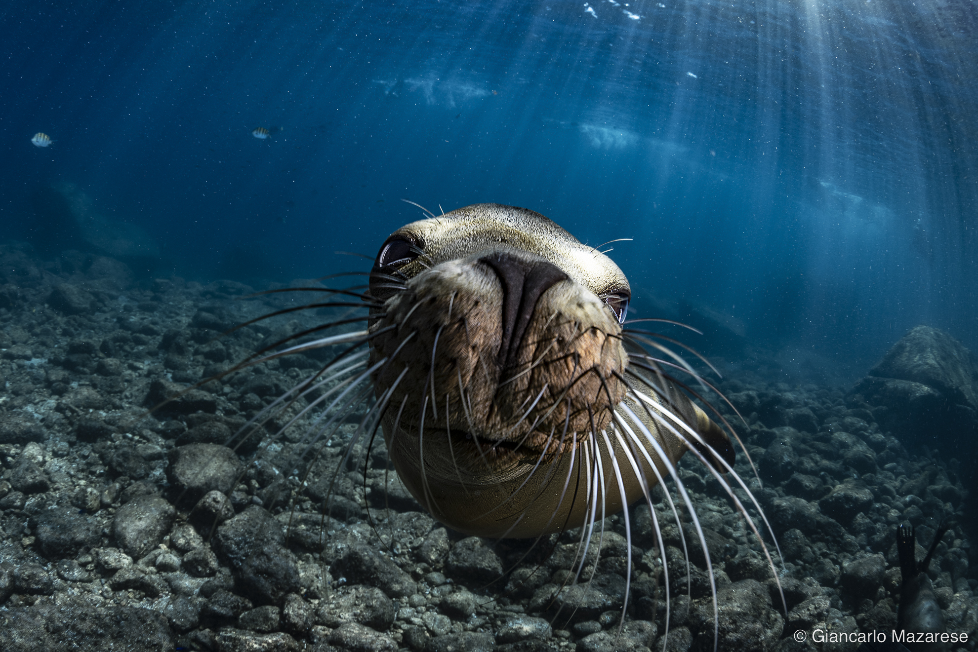 Curious sea lion