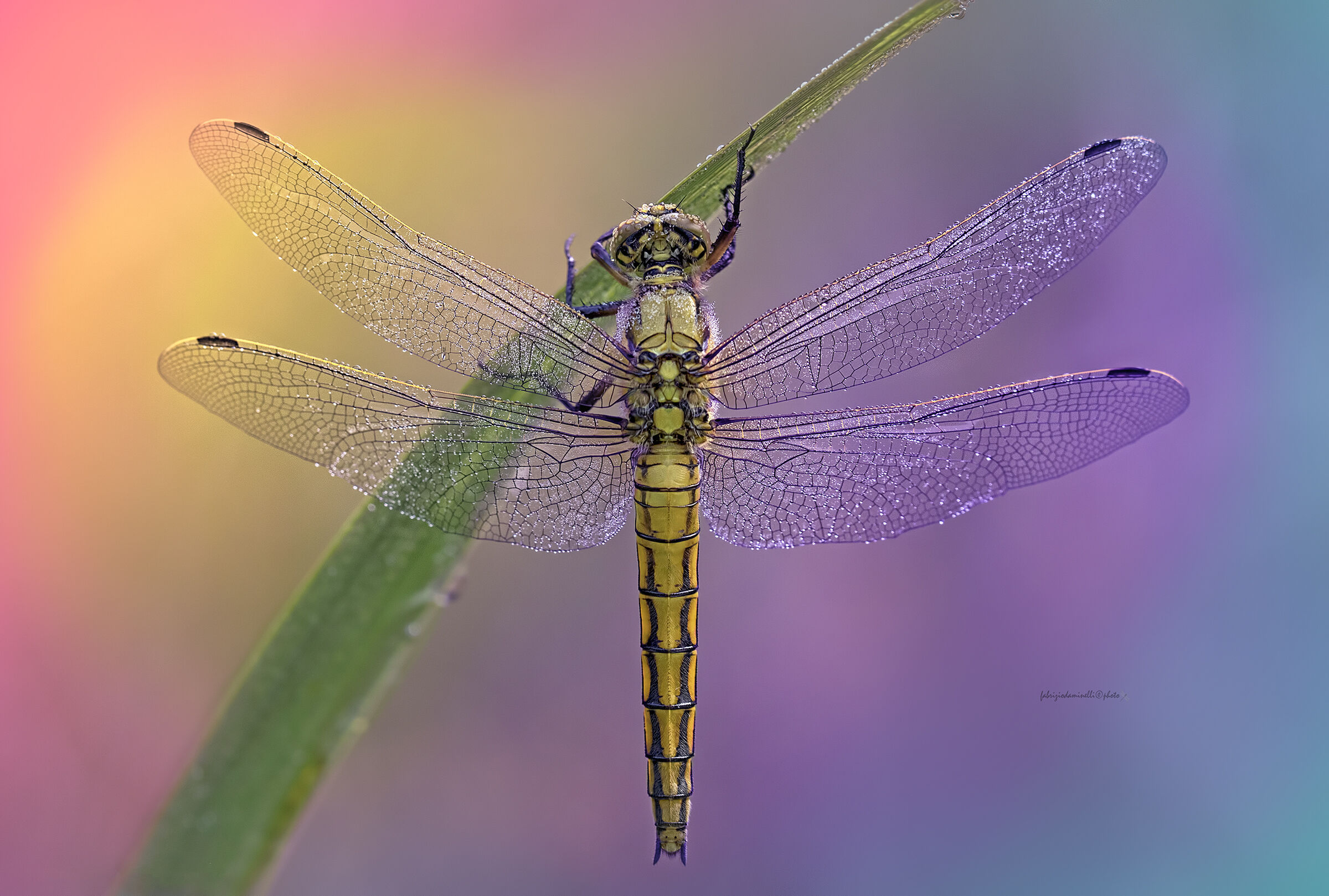 Orthetrum cancellatum