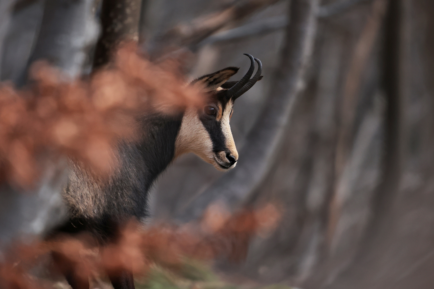 Chamois