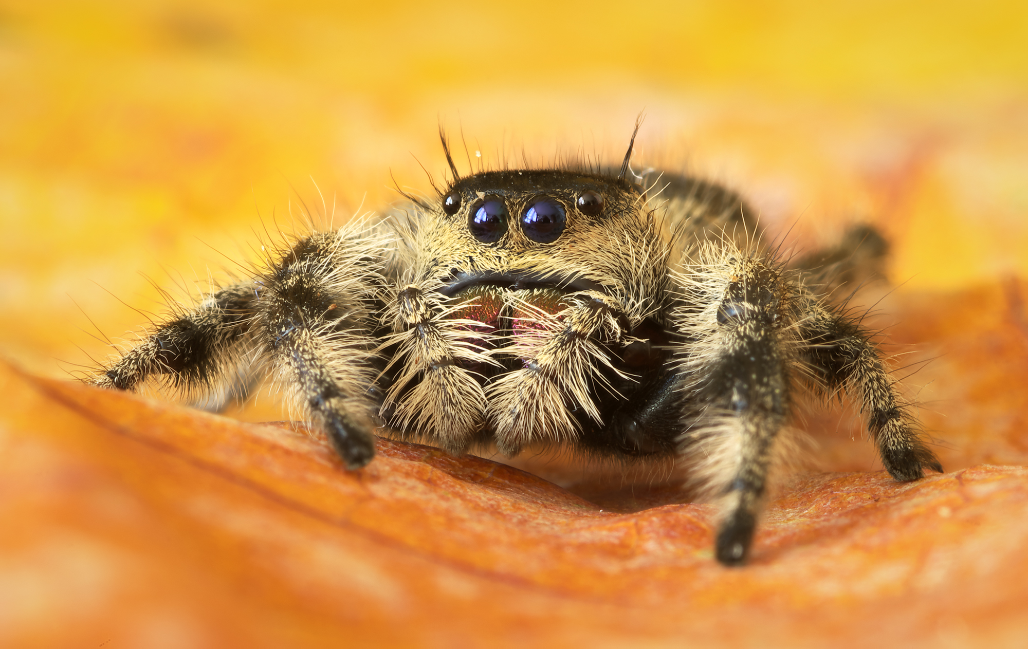 Phidippus regius Apalachicola
