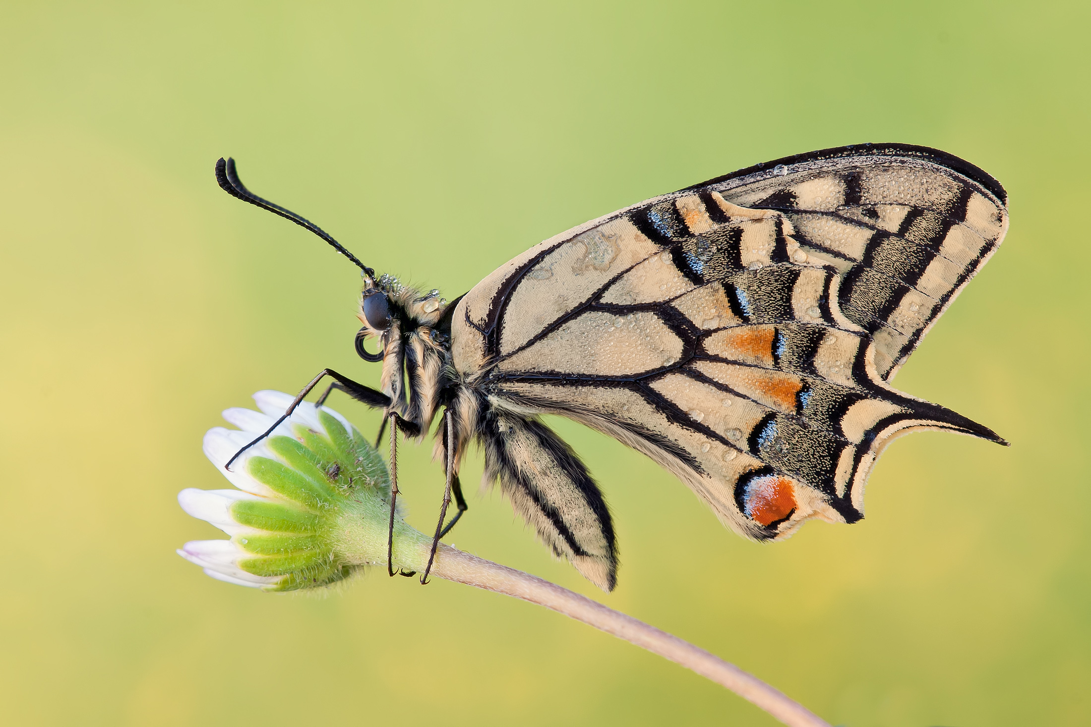 Papilio machaon