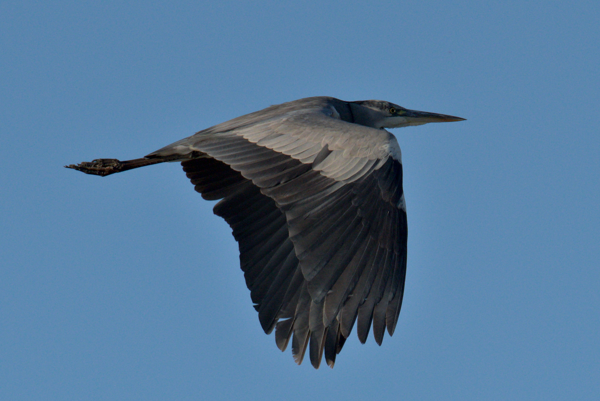 Grey heron
