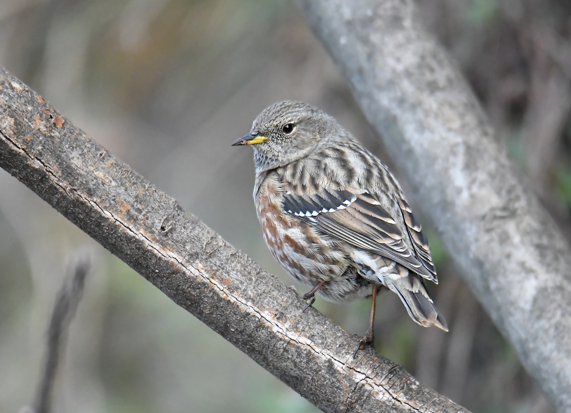 ALPINE ACCENTOR