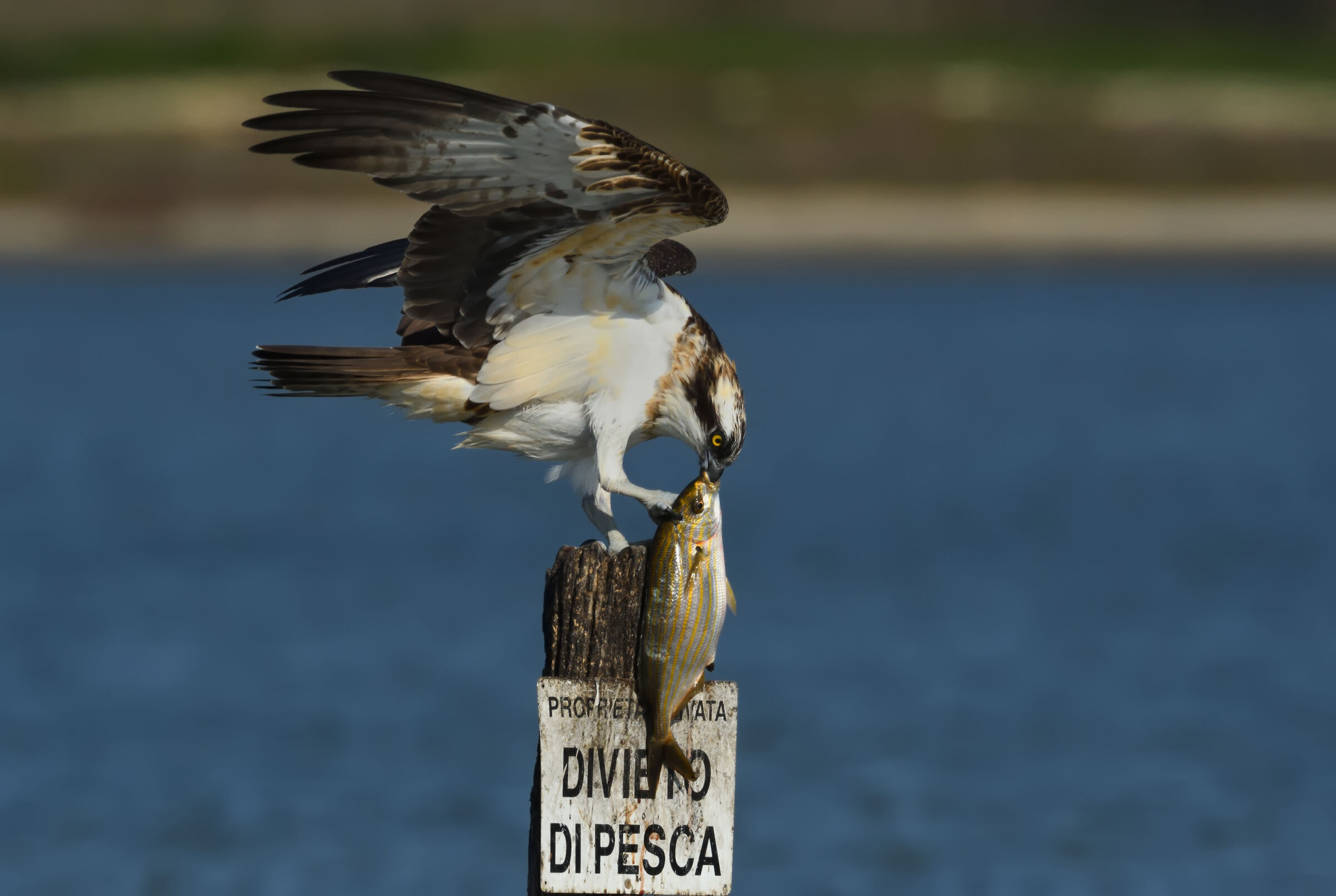 Today's catch: a beautiful sail ...