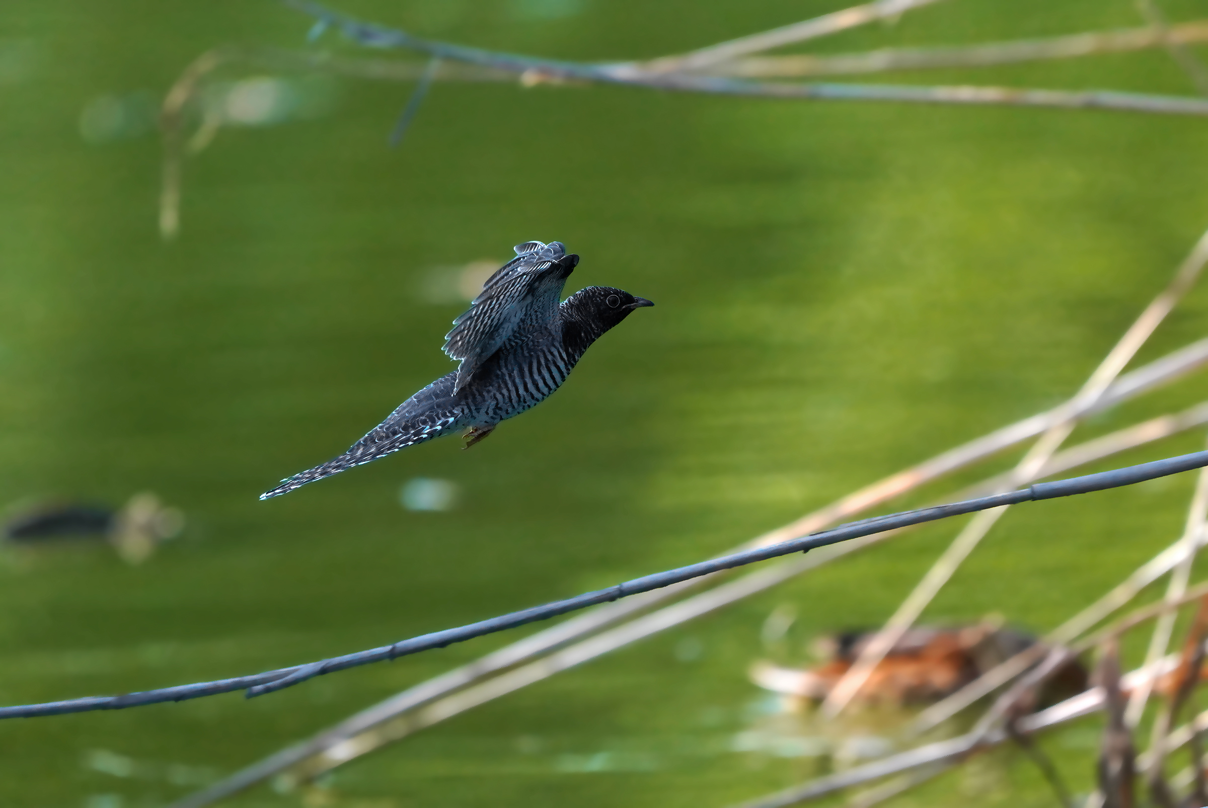 The first flights of the pullo