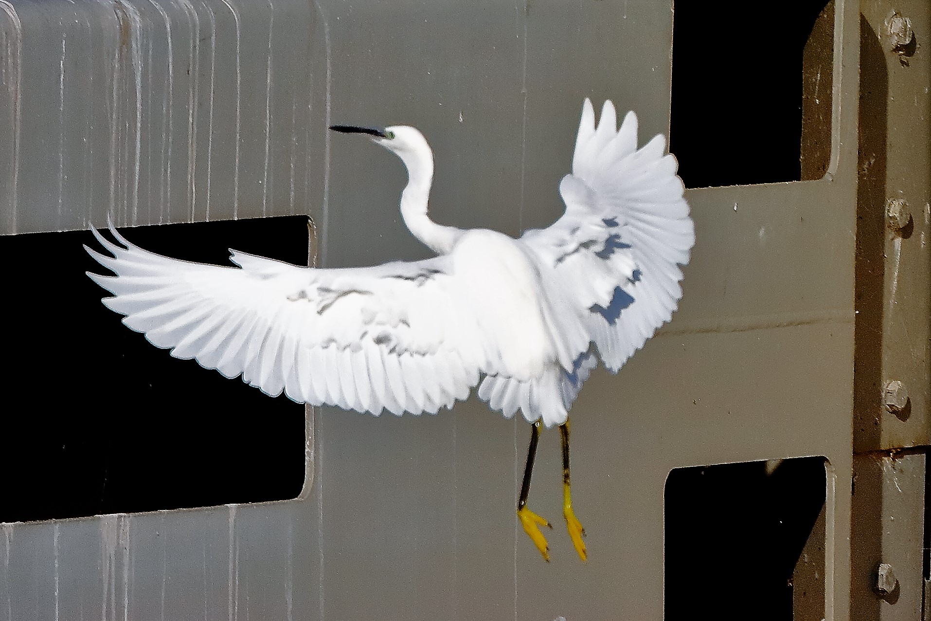 Garzetta 19 ottobre 2022