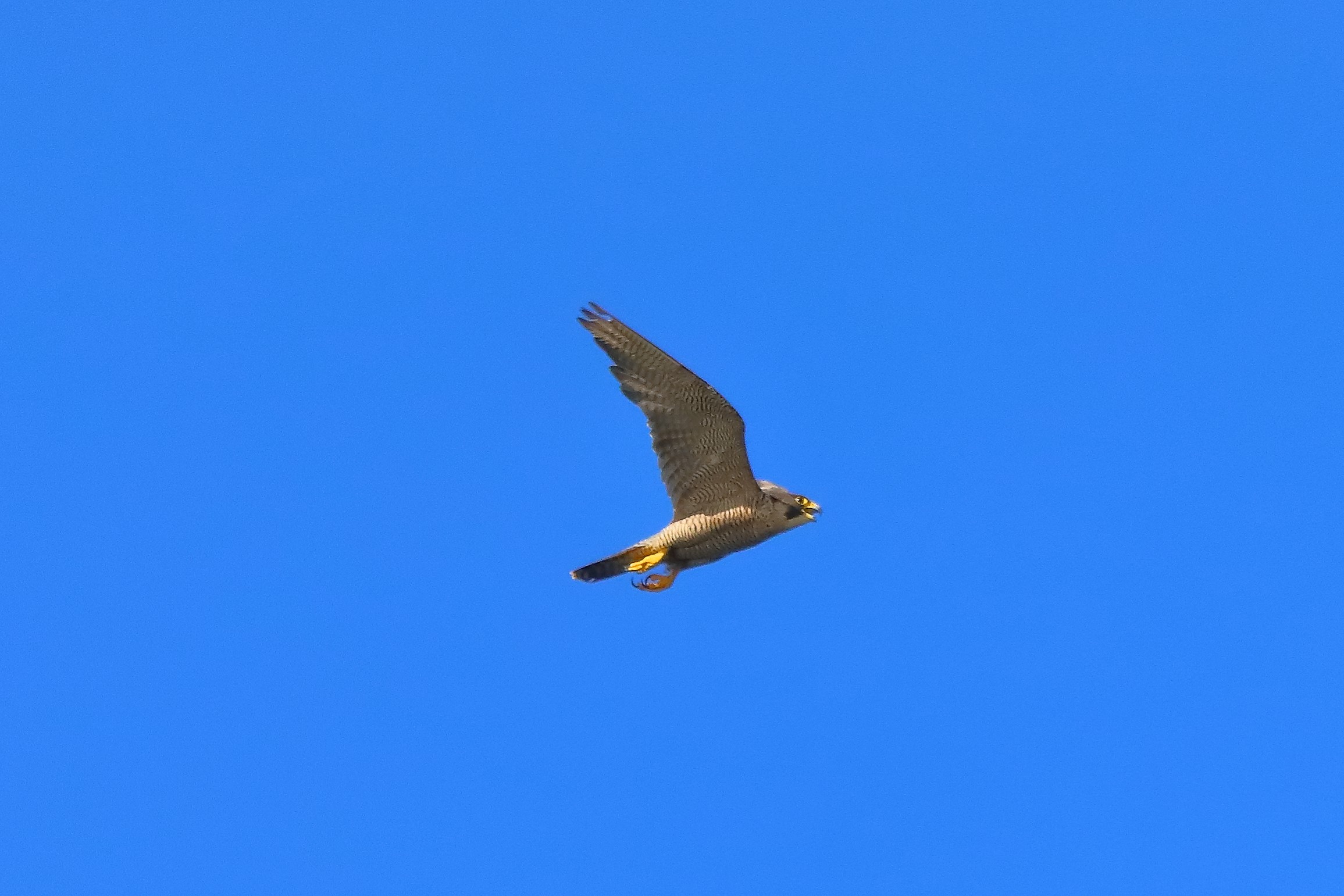 Falco pellegrino 02-08-2022