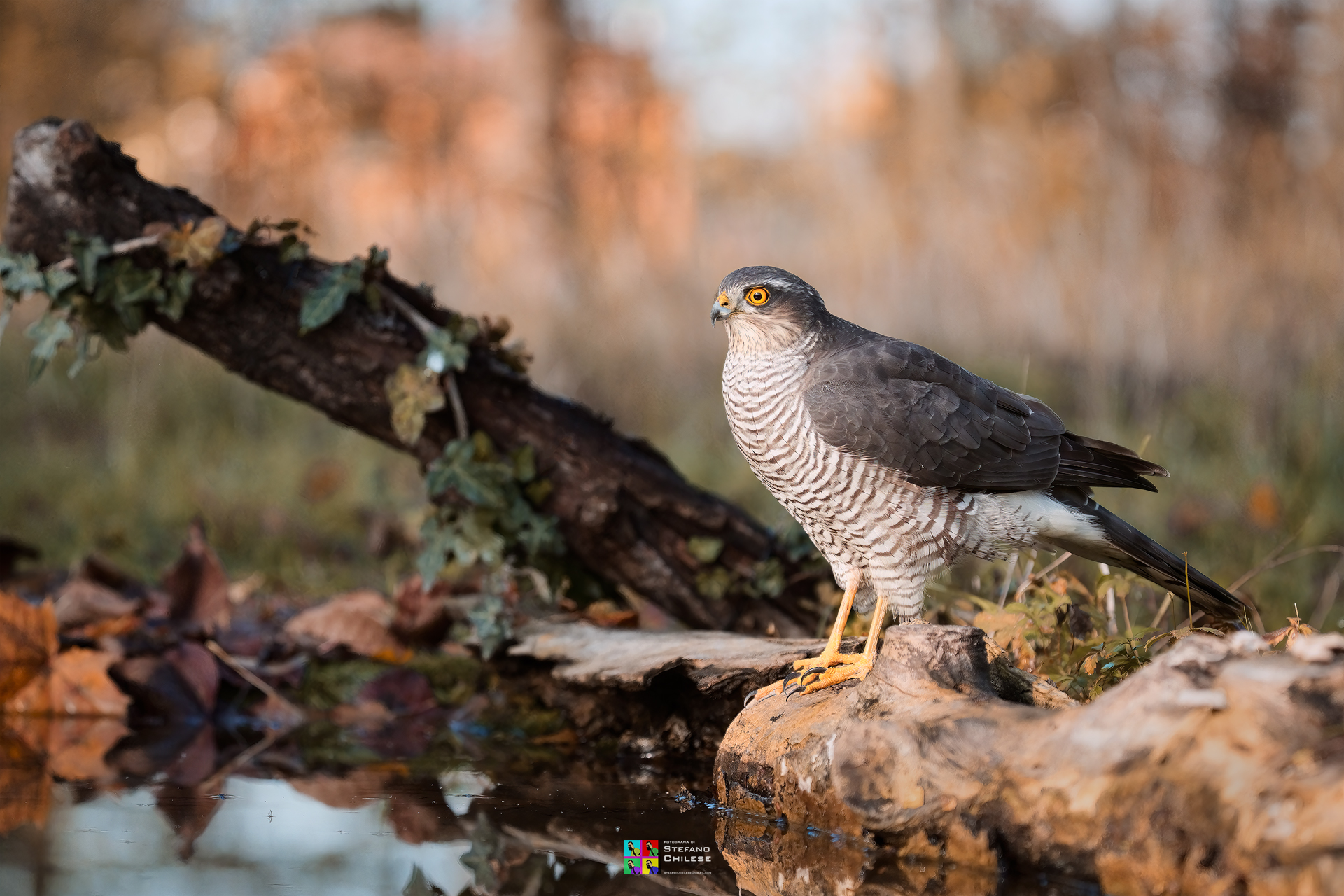 SPARROWHAWK