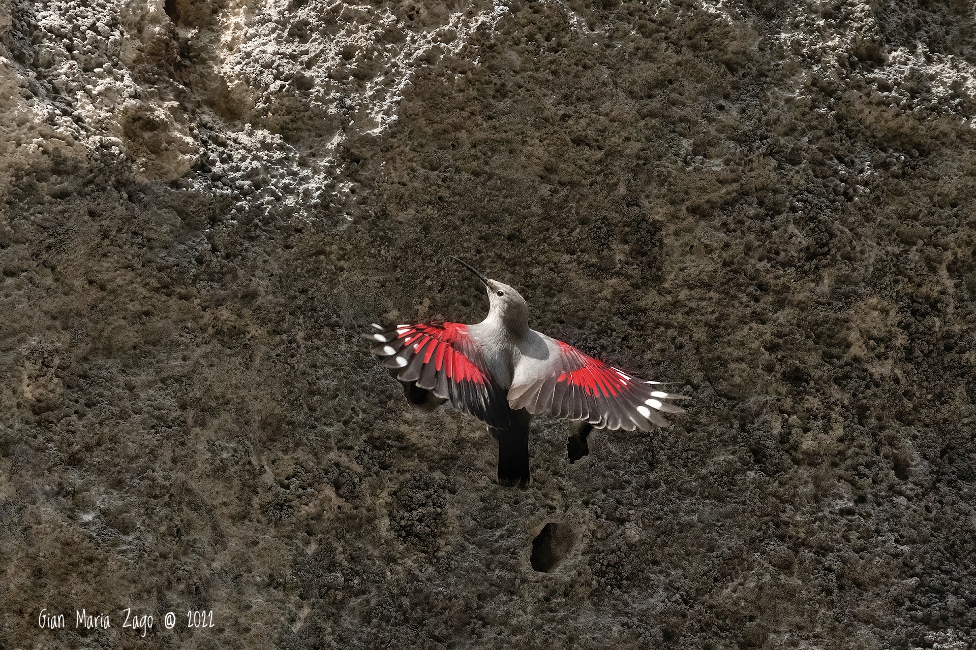 Wallcreeper