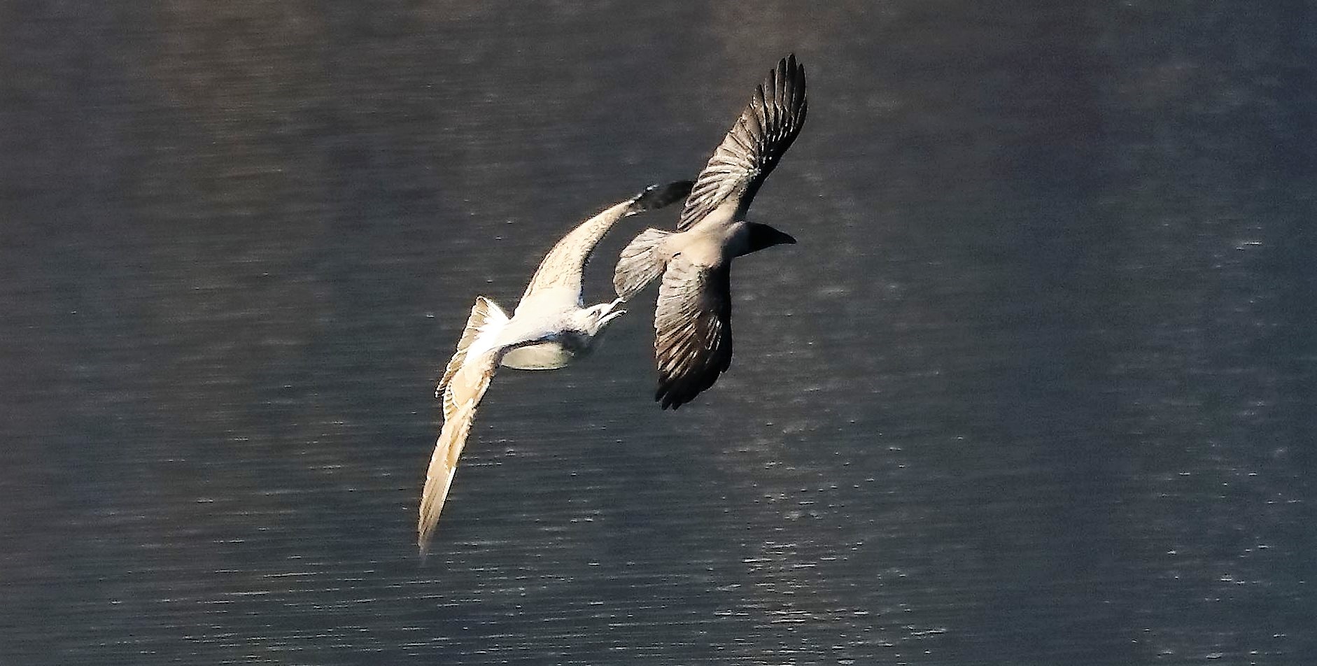 gabbiano vs cornacchia 24-11-2022