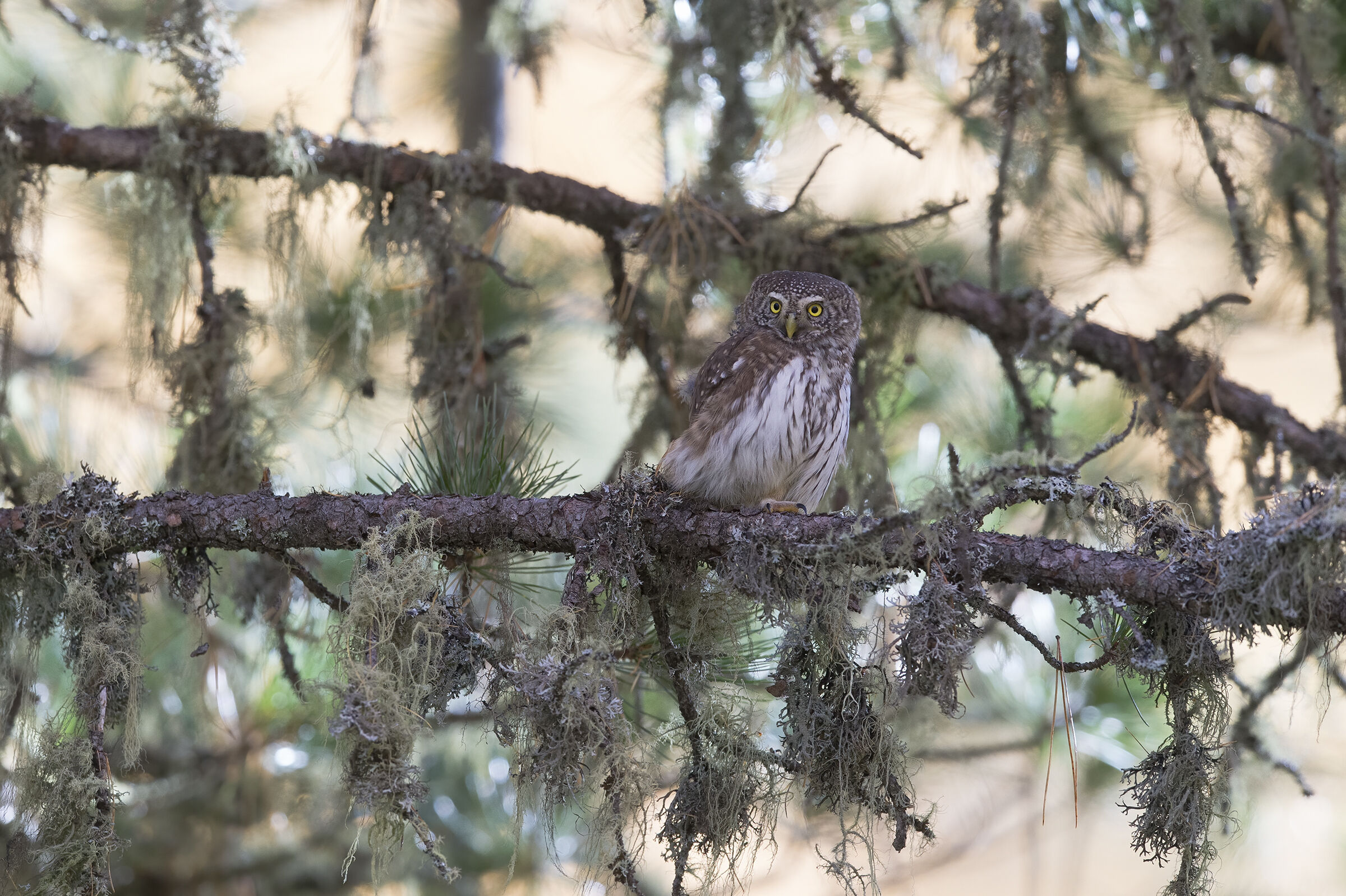Dwarf owl (Glaucidium passerinum)