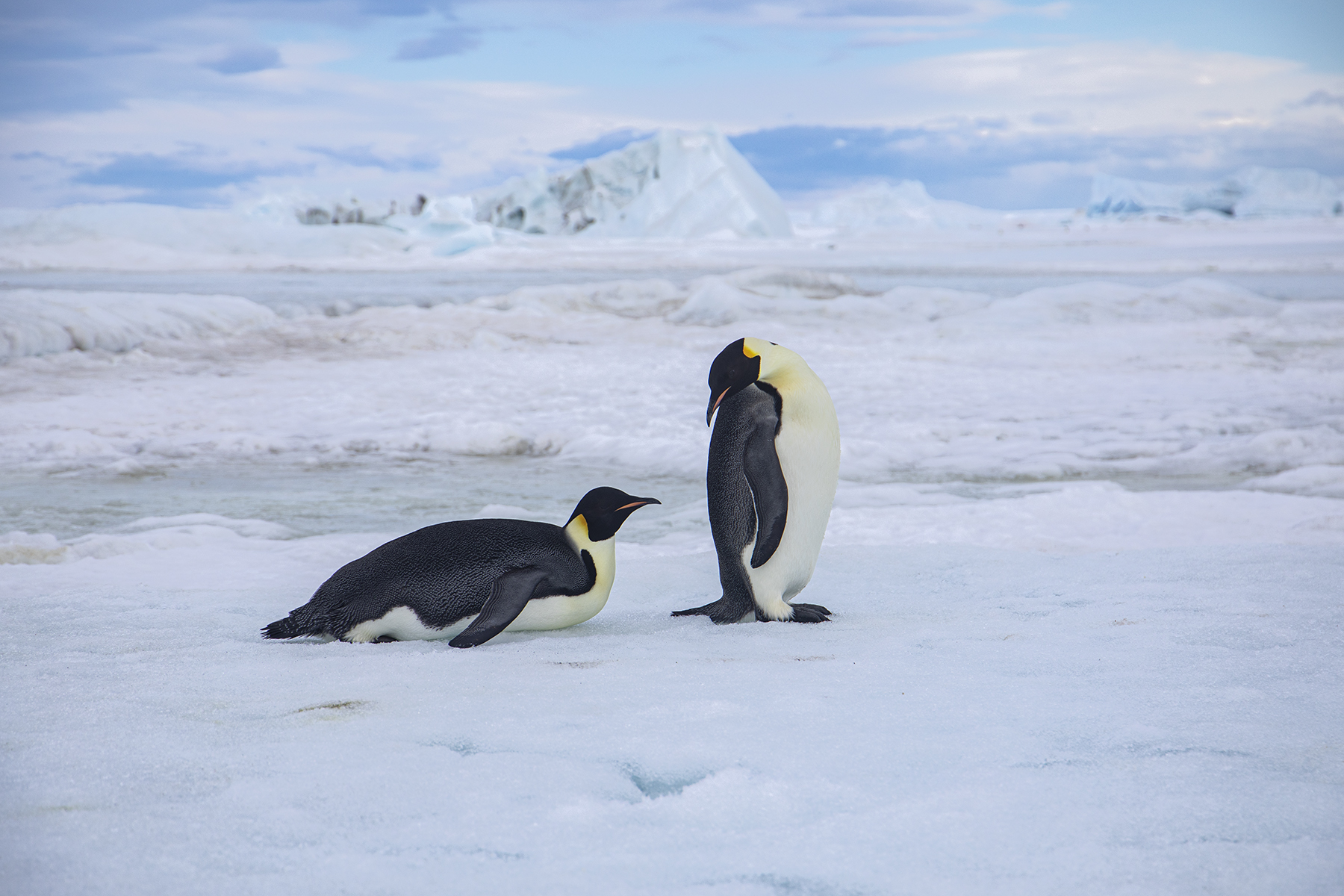 Oh... there is one who is watching us...