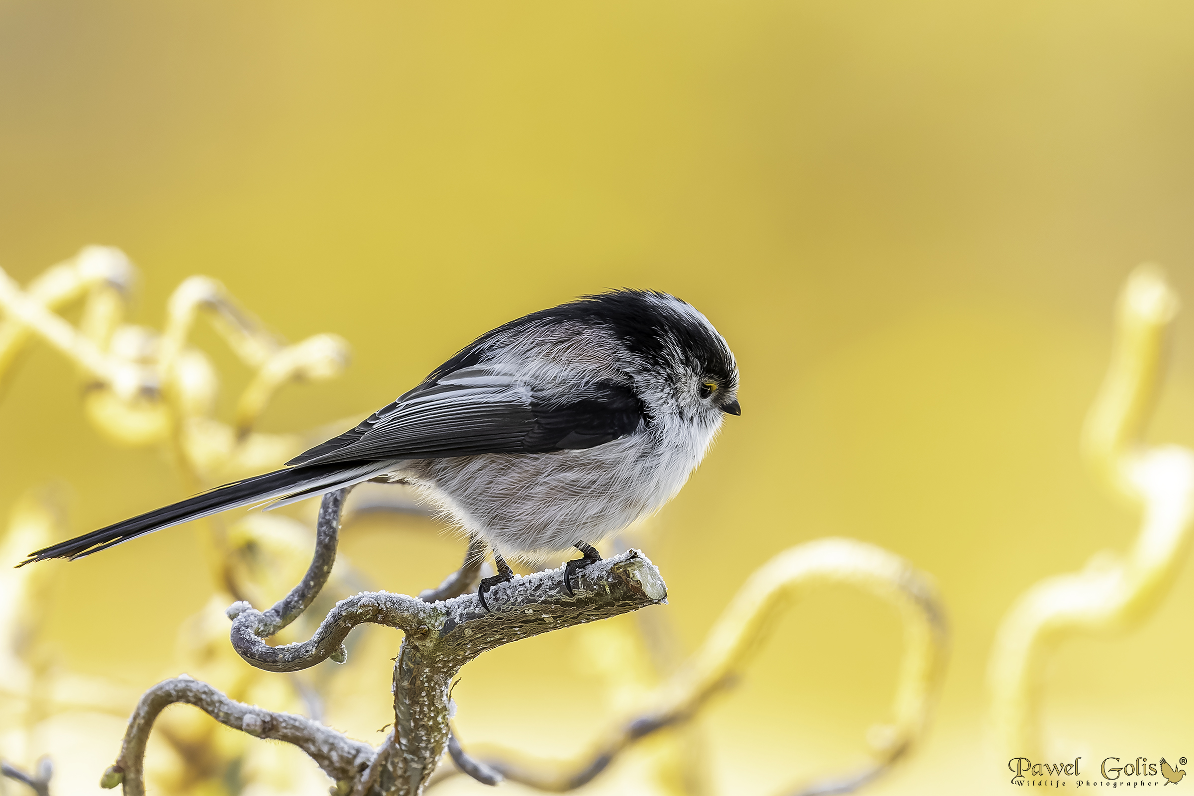 Cinciallegra dalla coda lunga (Aegithalos caudatus)