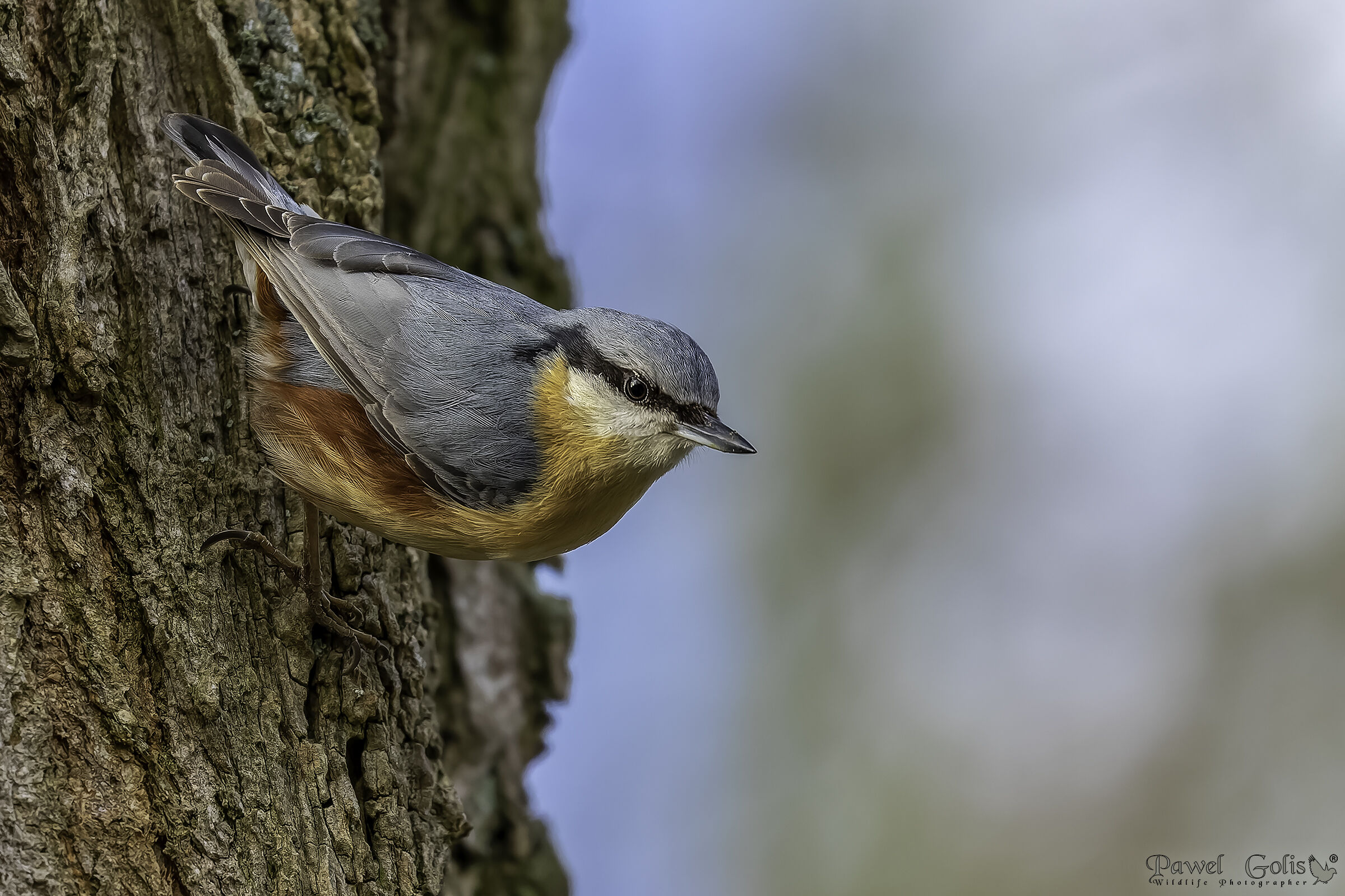 Picchio muratore (Sitta europaea)