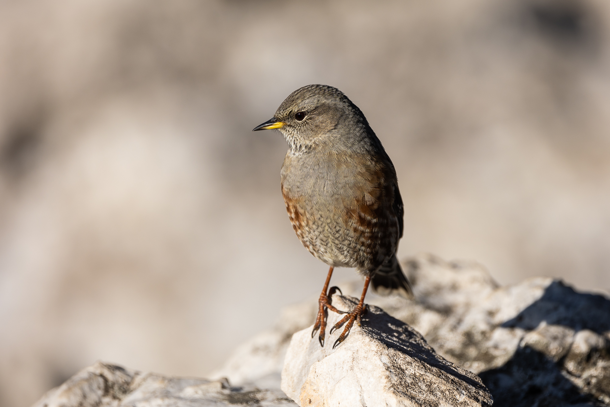 Alpine accentor