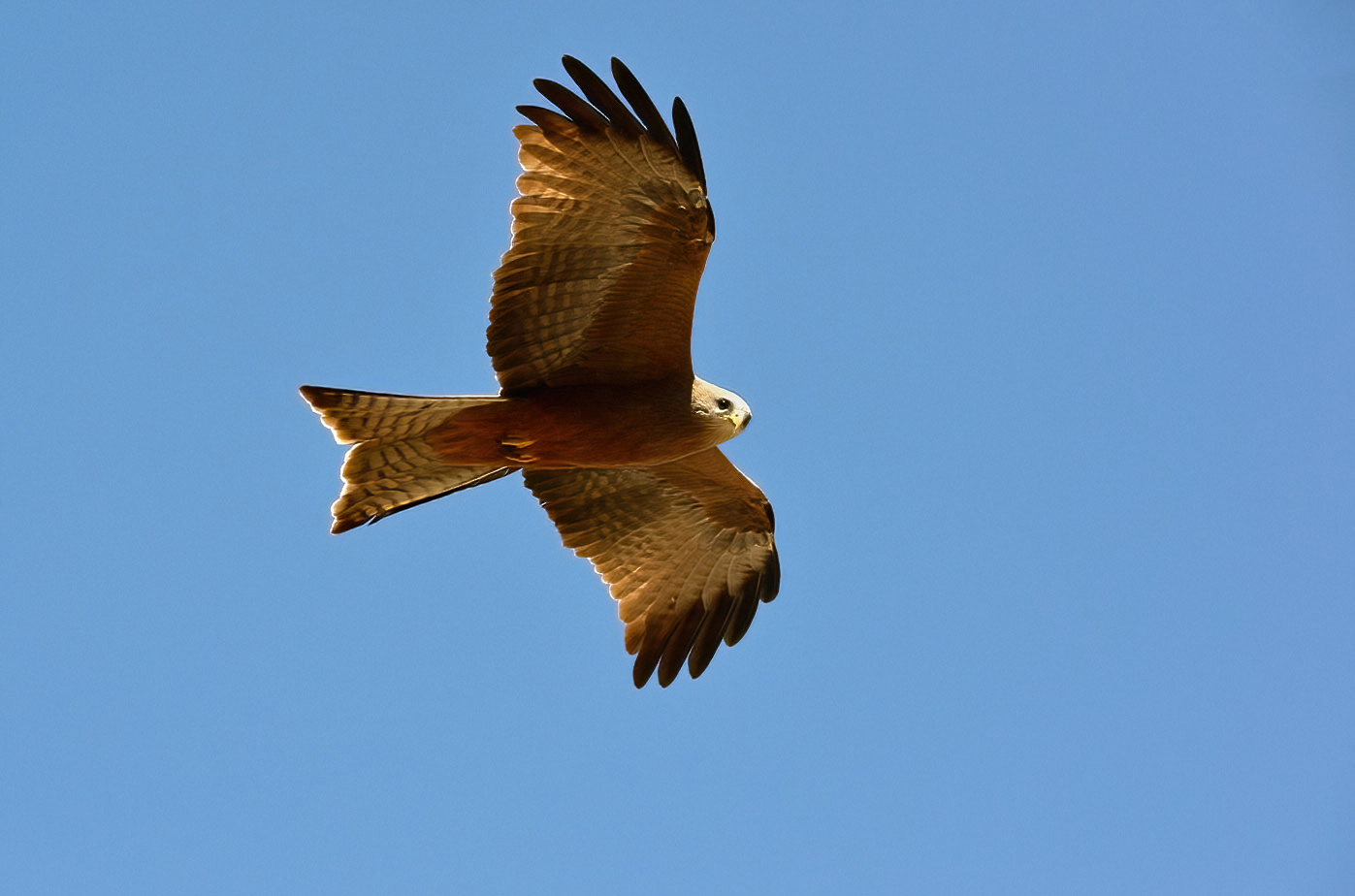 Yellow-billed kite (