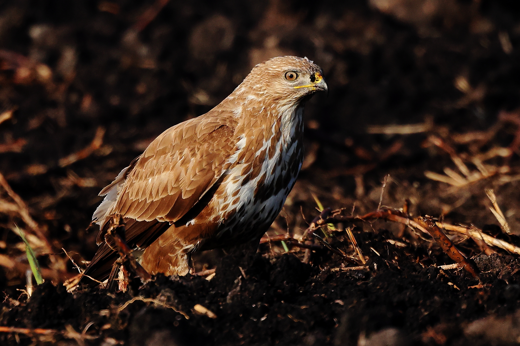 Buzzard with light plumage.