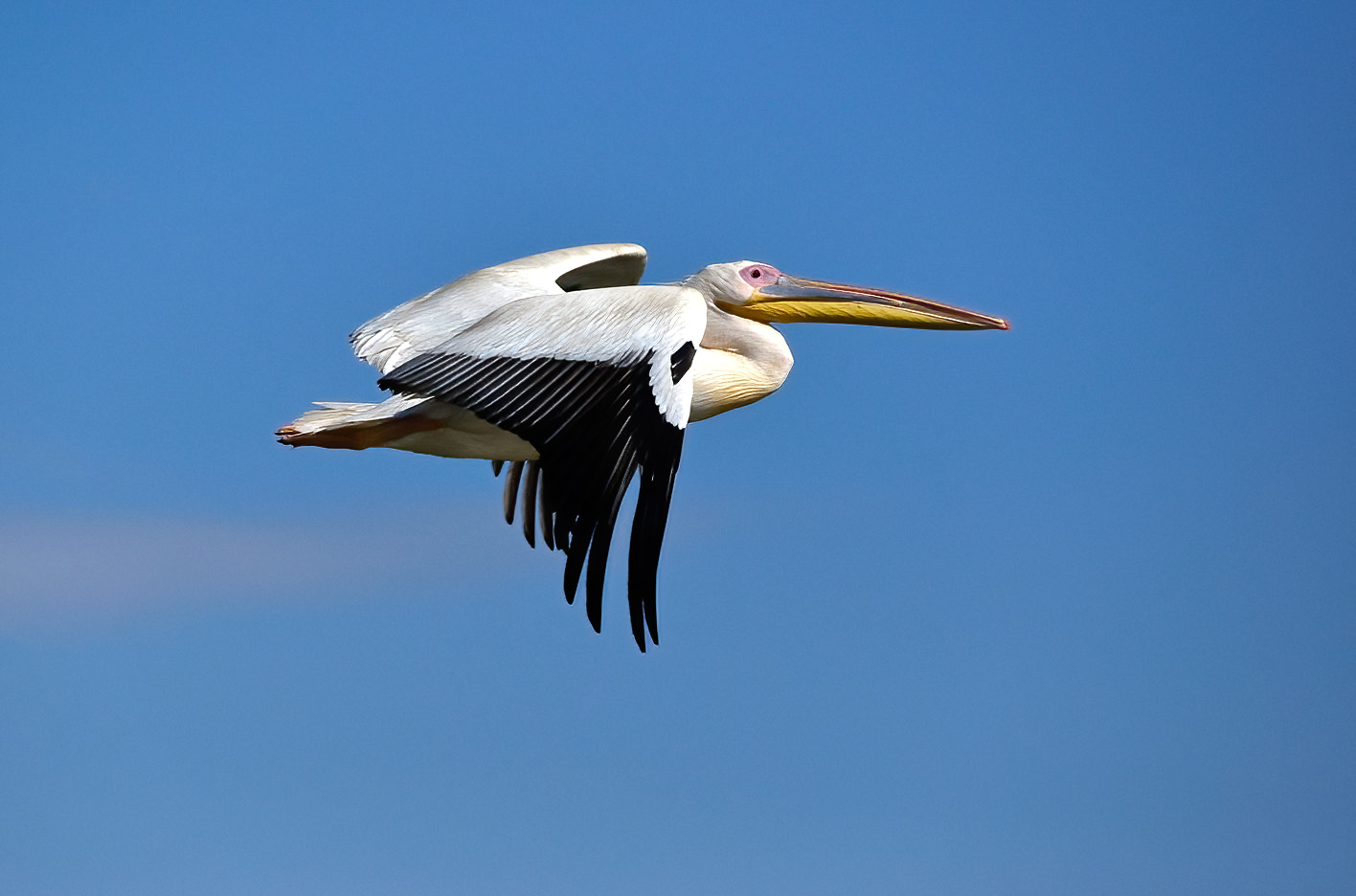 Pelican (Pelecanus onocrotalus)