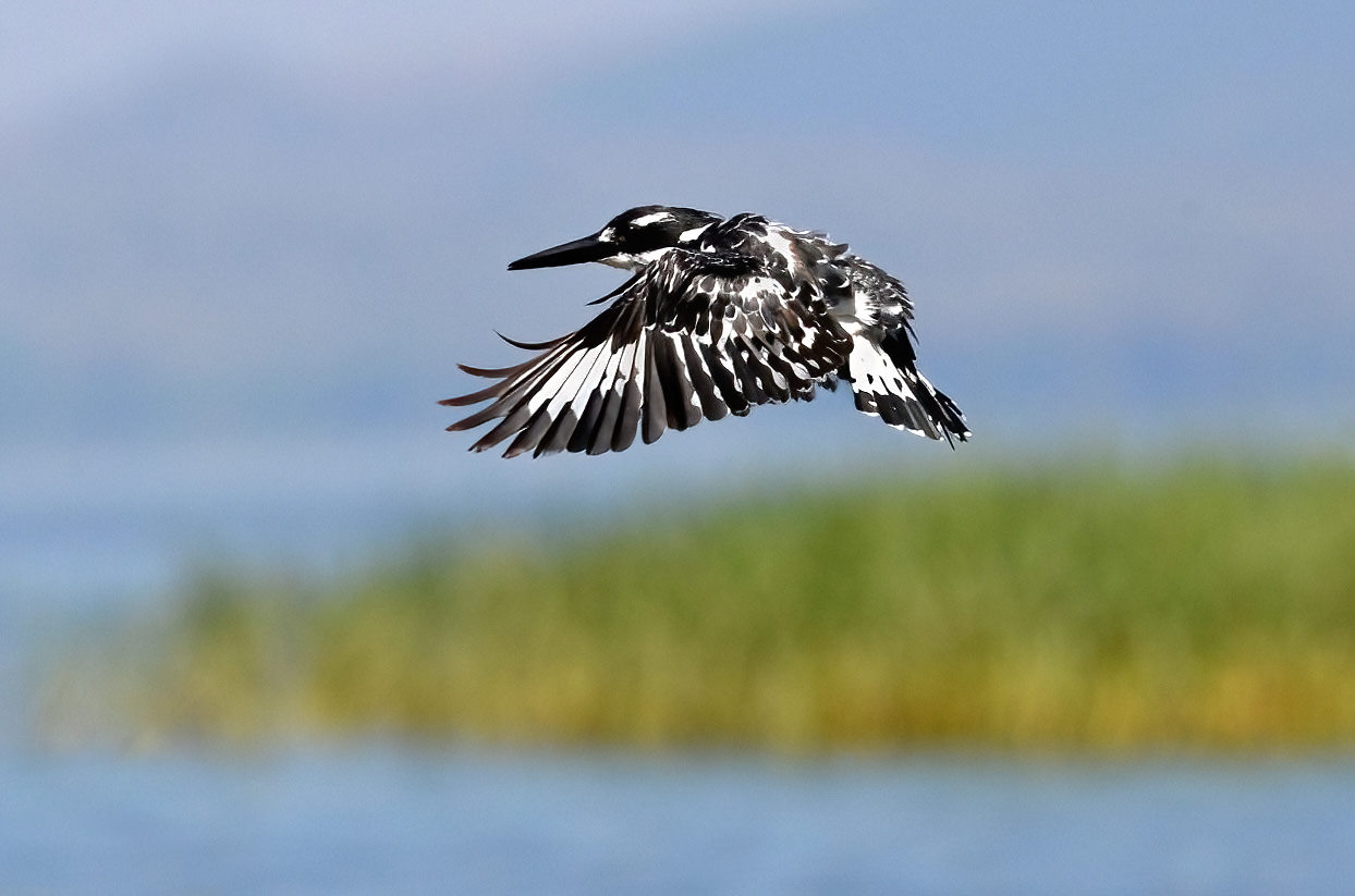 Black and white kingfisher (Ceryle rudis)