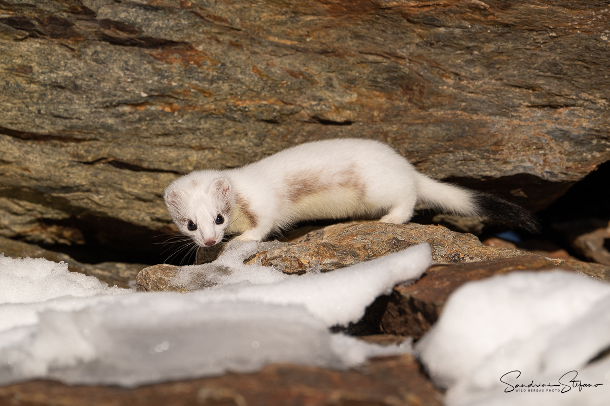 "Quest'inverno va di moda il maculato..." Erme...
