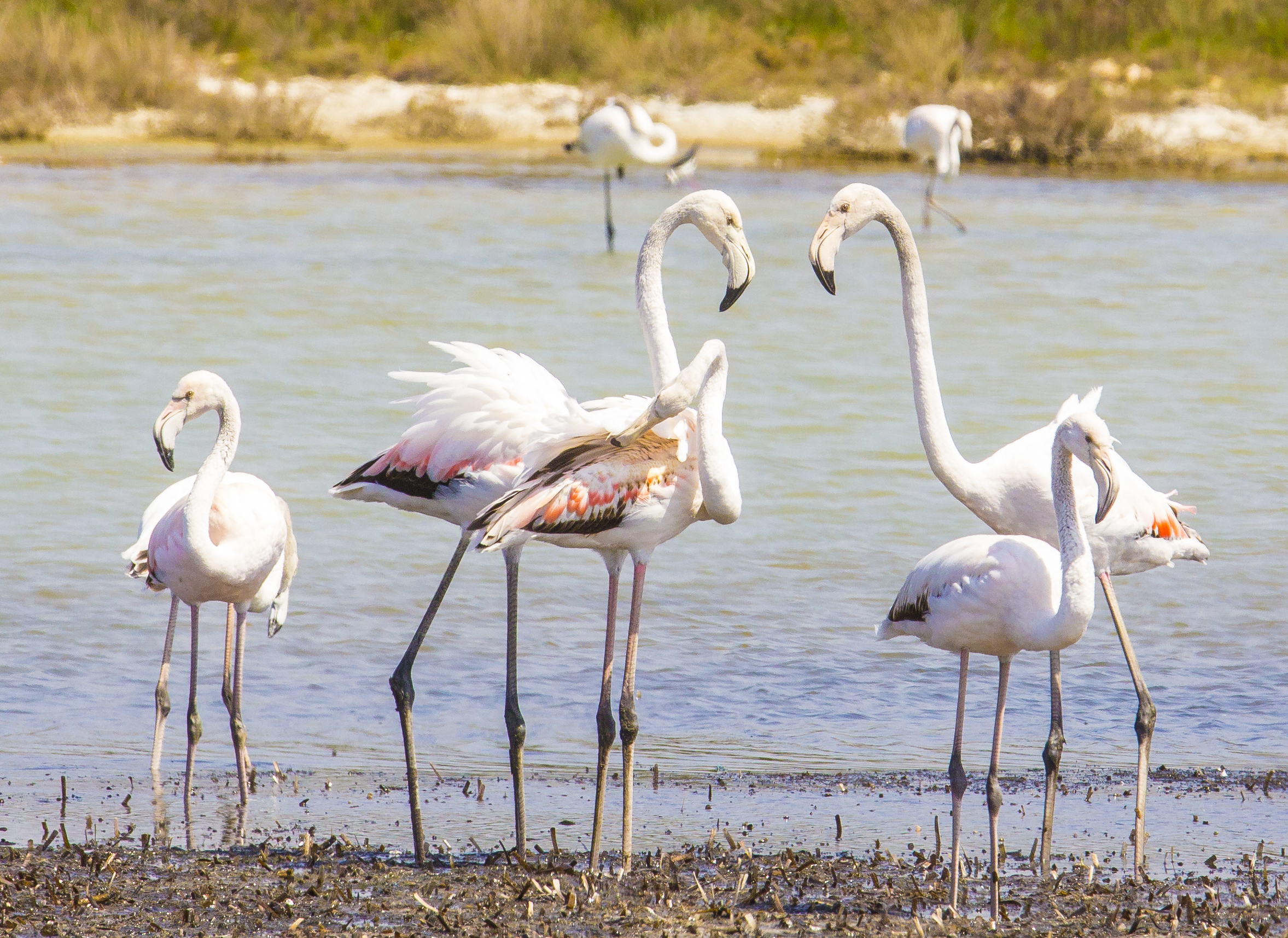 the little family ... el 'intruder