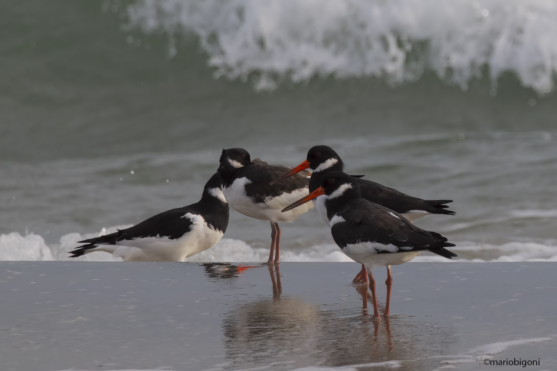 Snipes of the sea