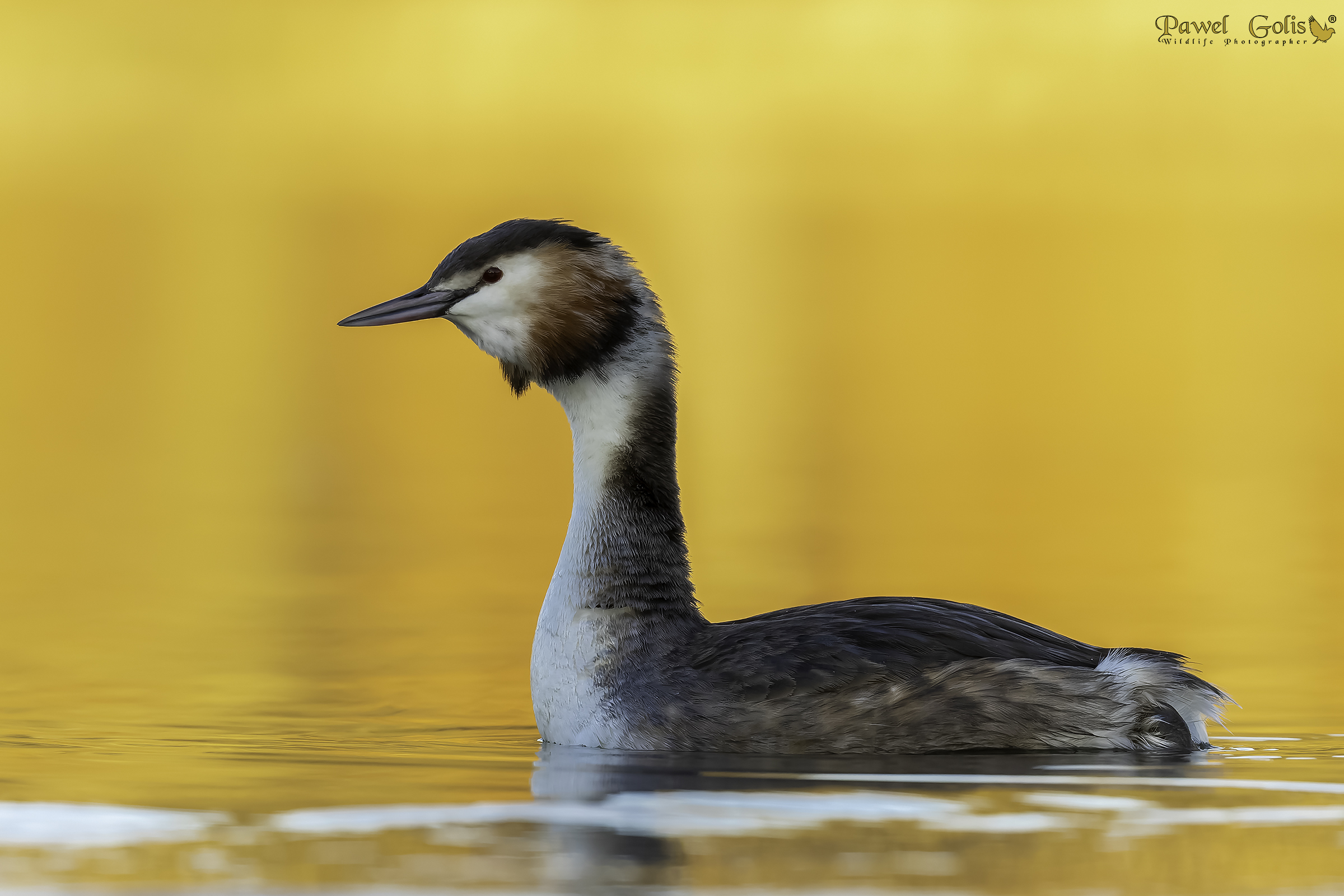 Svasso maggiore (Podiceps cristatus)