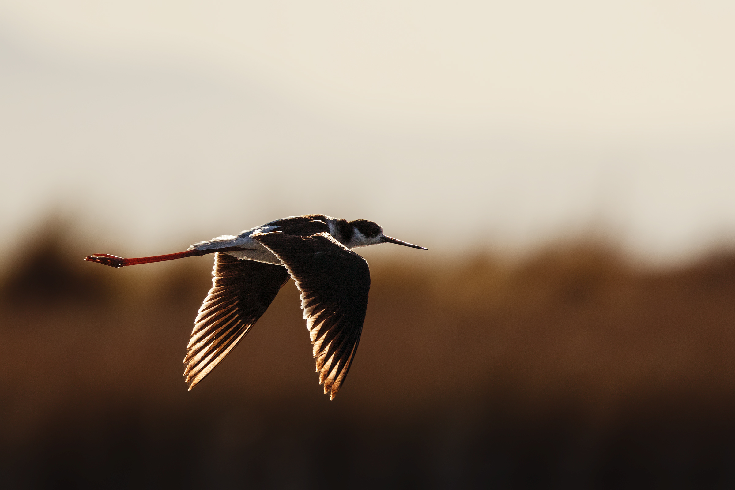 Cavaliere d'Italia n.1