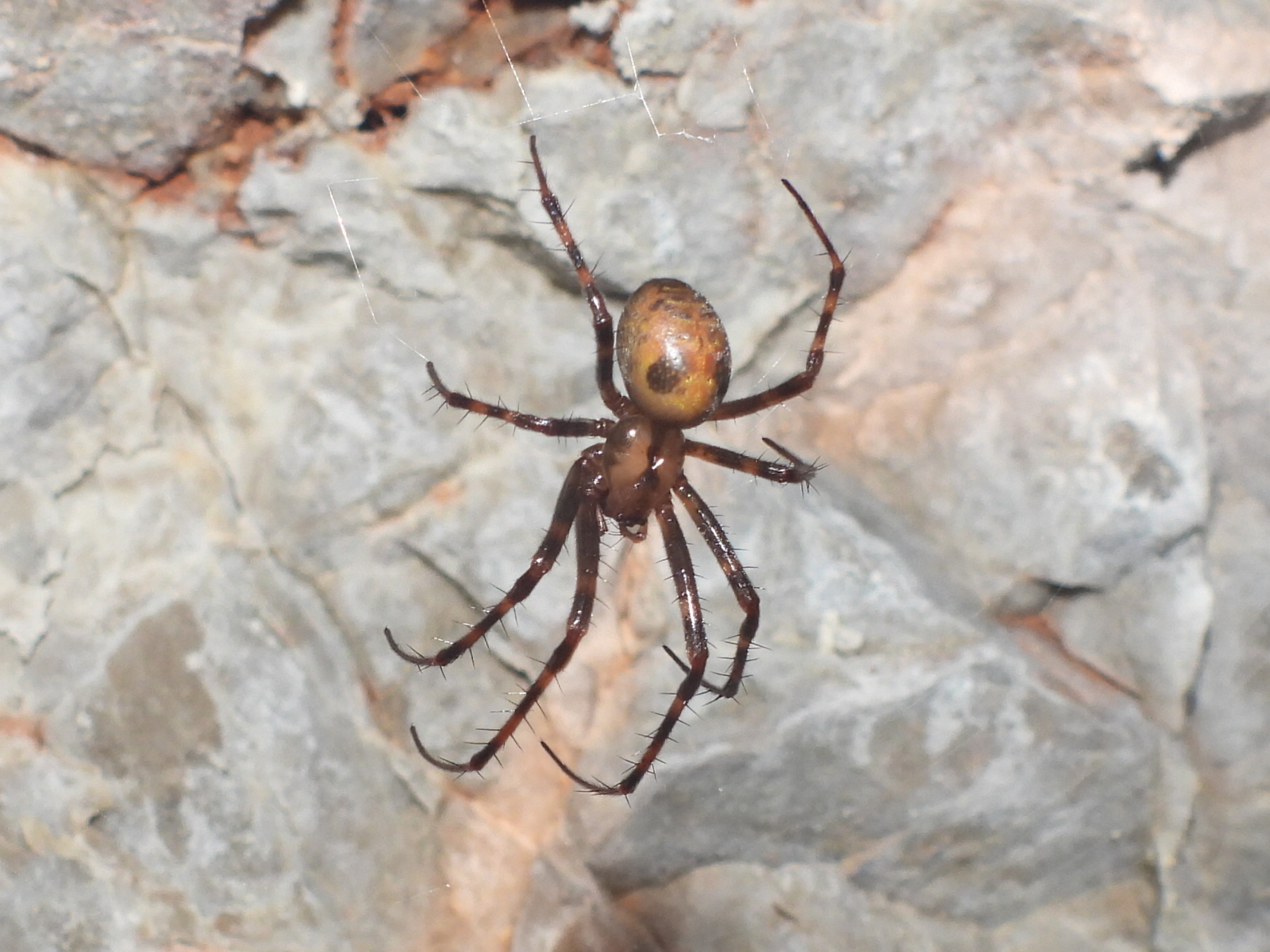 Meta menardi in the tunnels of Monte Orsa