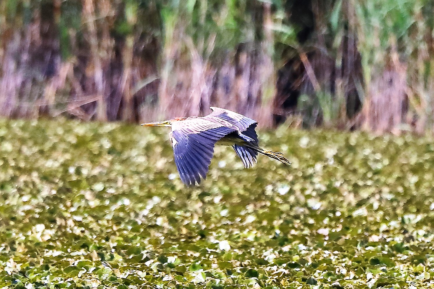 Airone rosso 27-08-2022