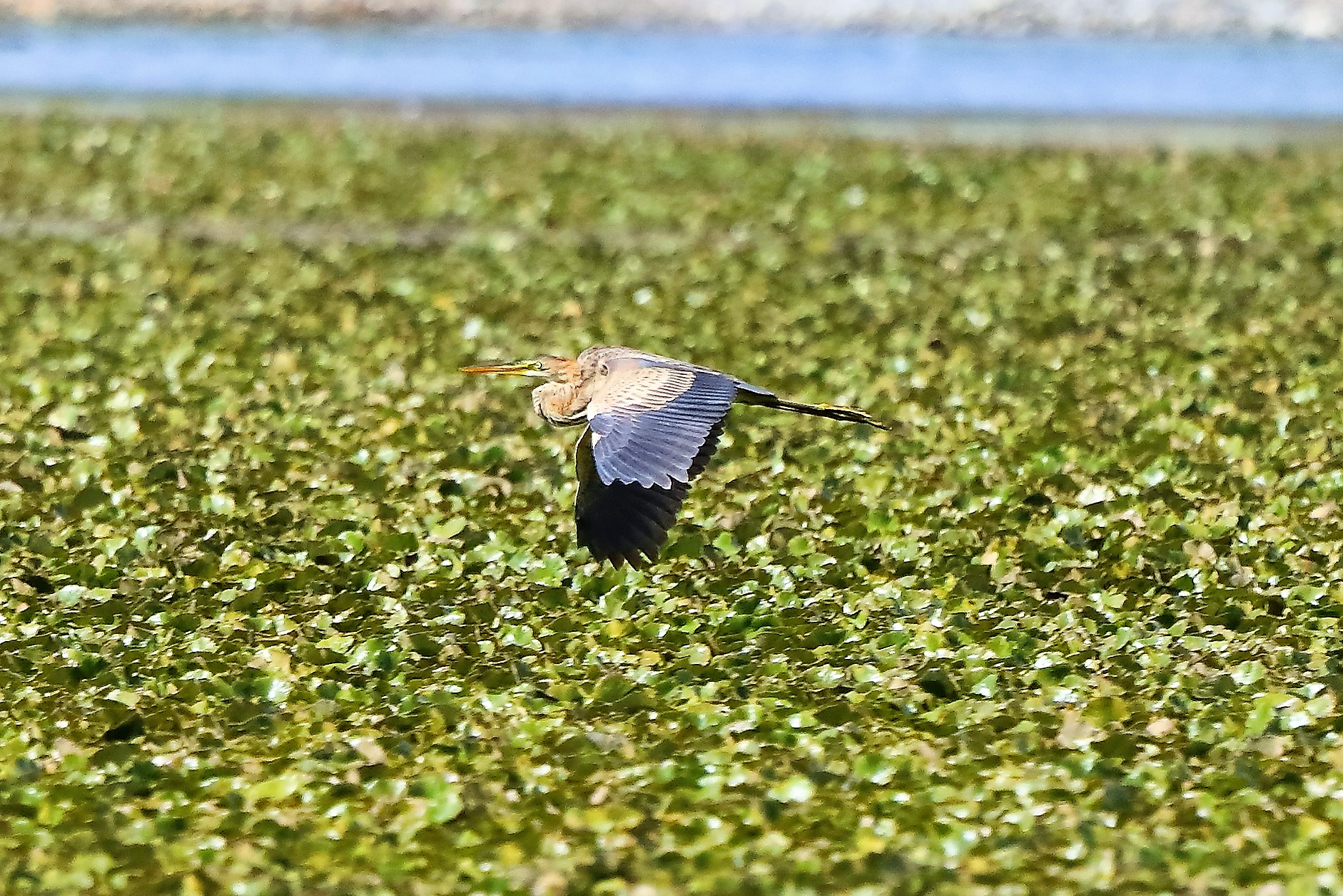 Airone rosso 27-08-2022