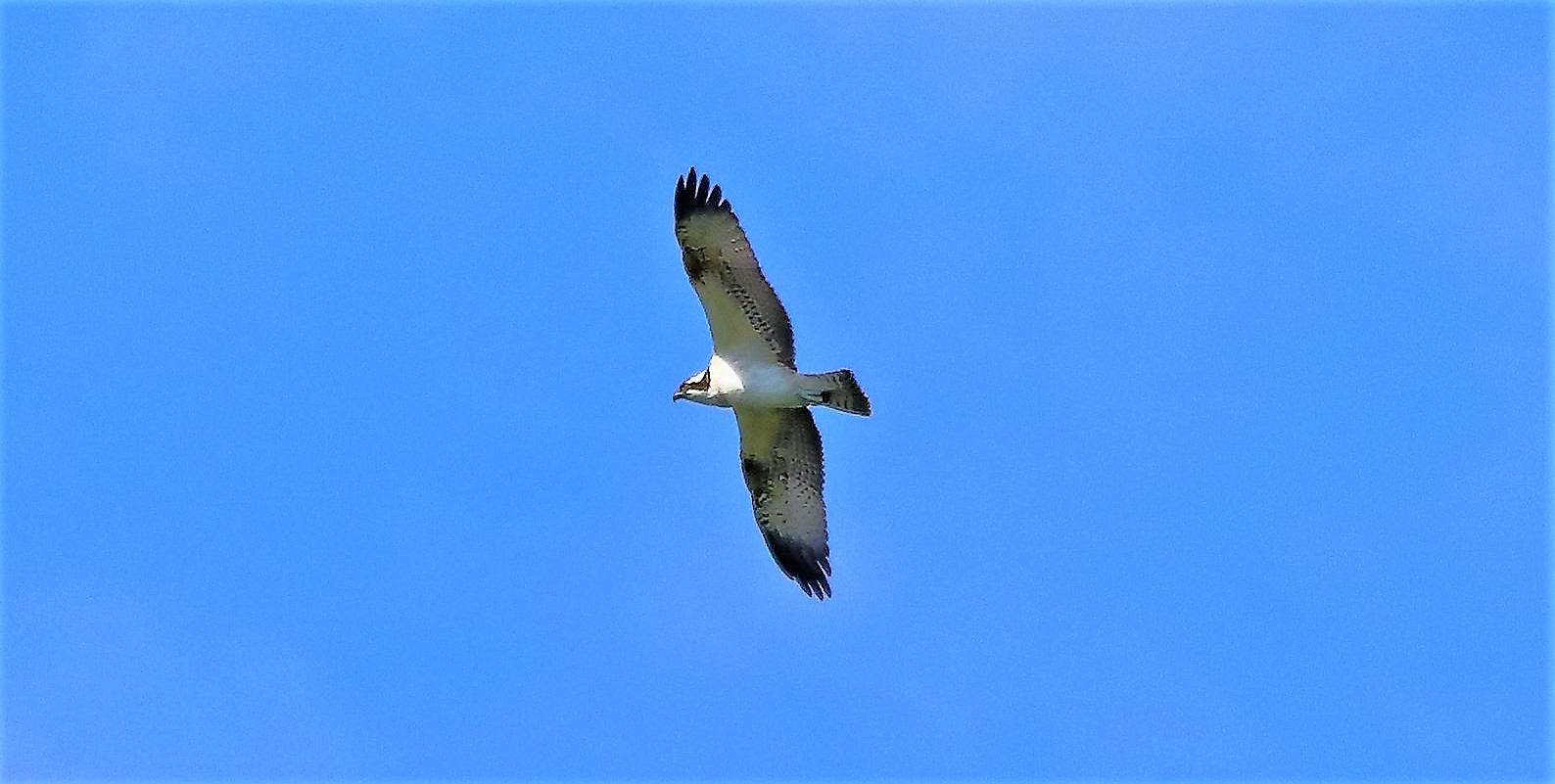 Falco pescatore 02-09-2022