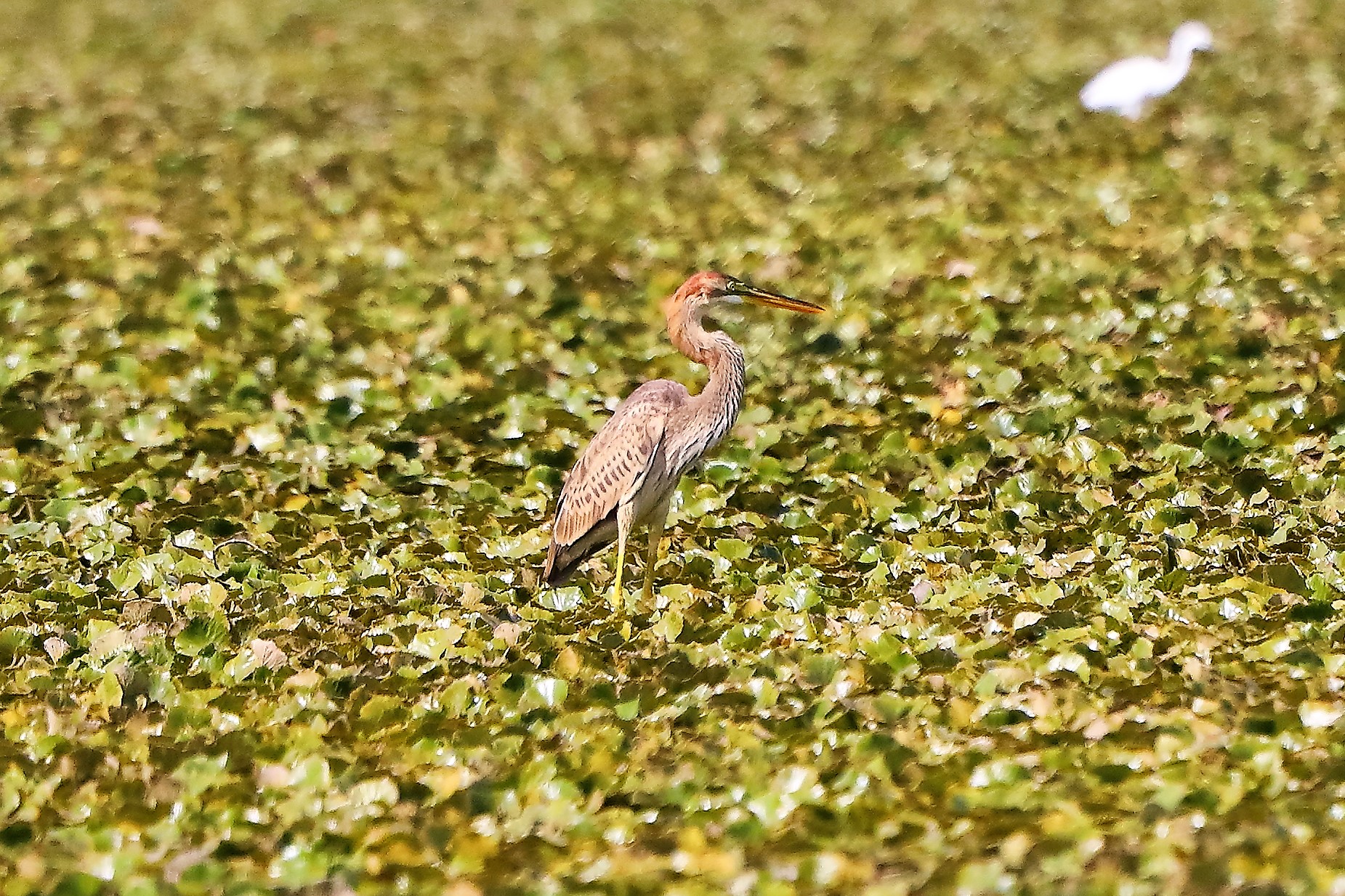 Airone rosso 02-09-2022