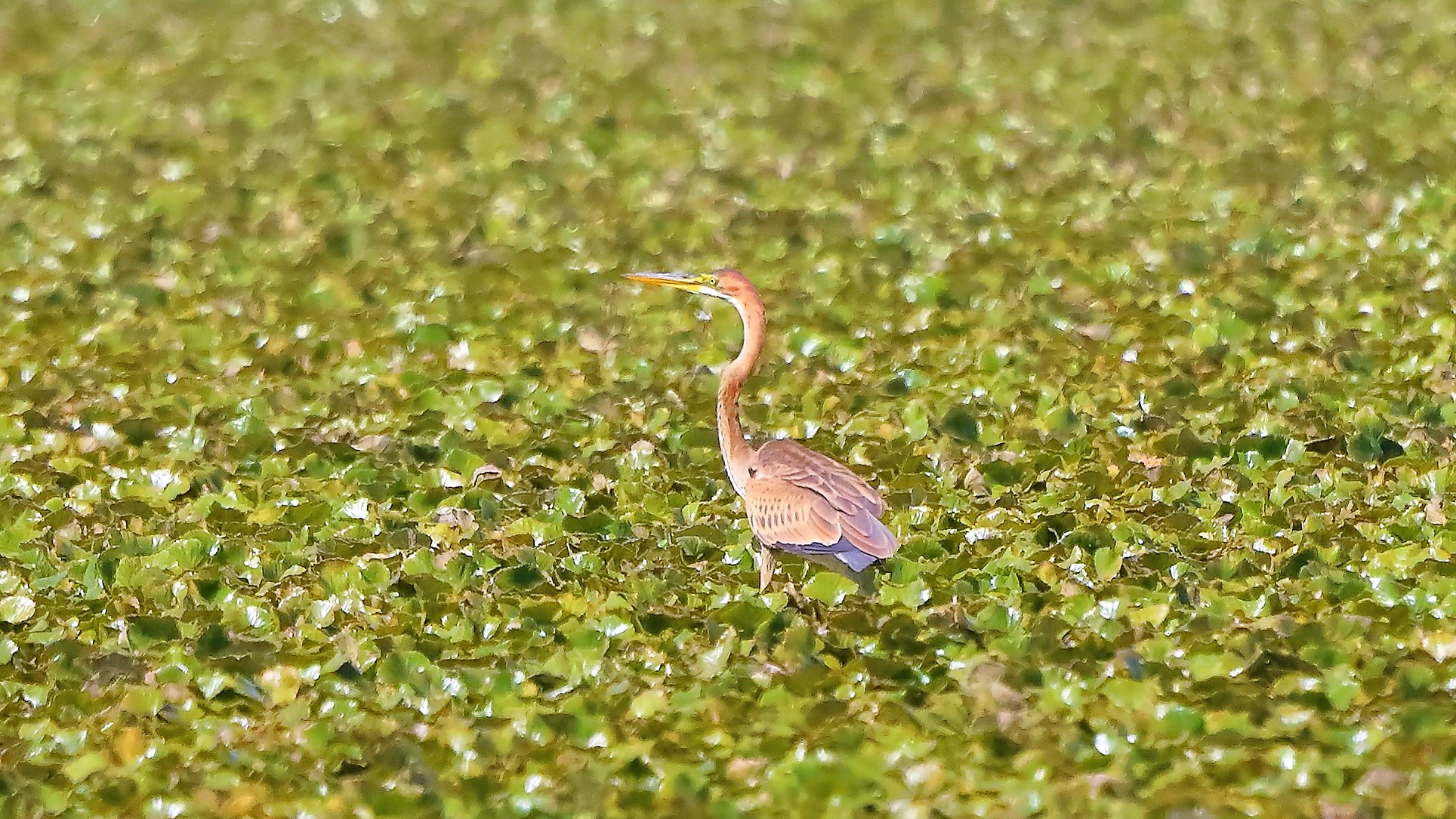 Airone rosso 02-09-2022