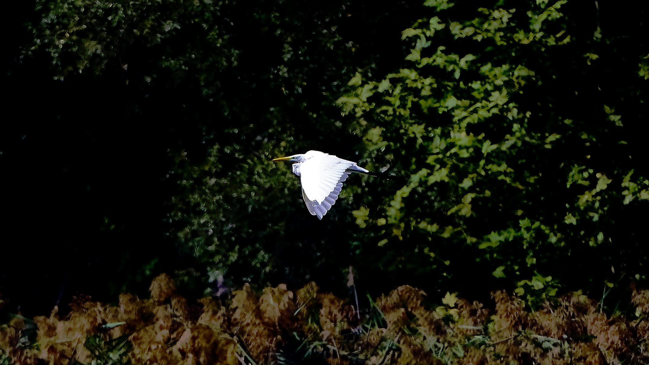 Airone BM 15-09-2022