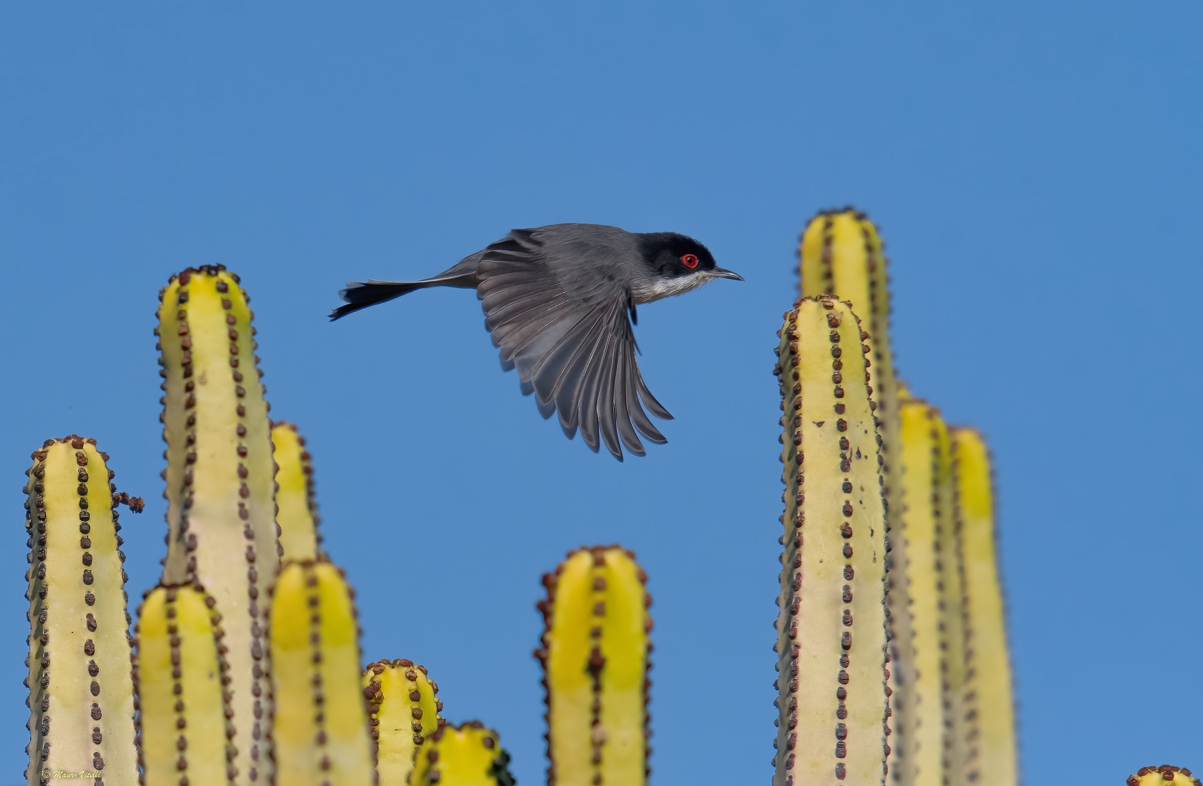 Cocklococotta (Sylvia melanocephala)
