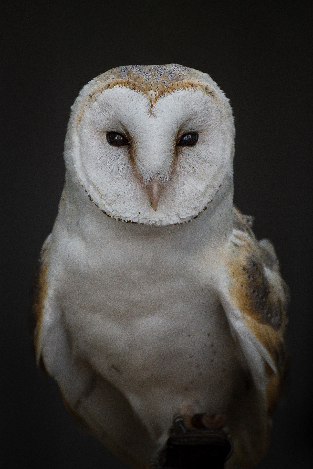 Barn owl