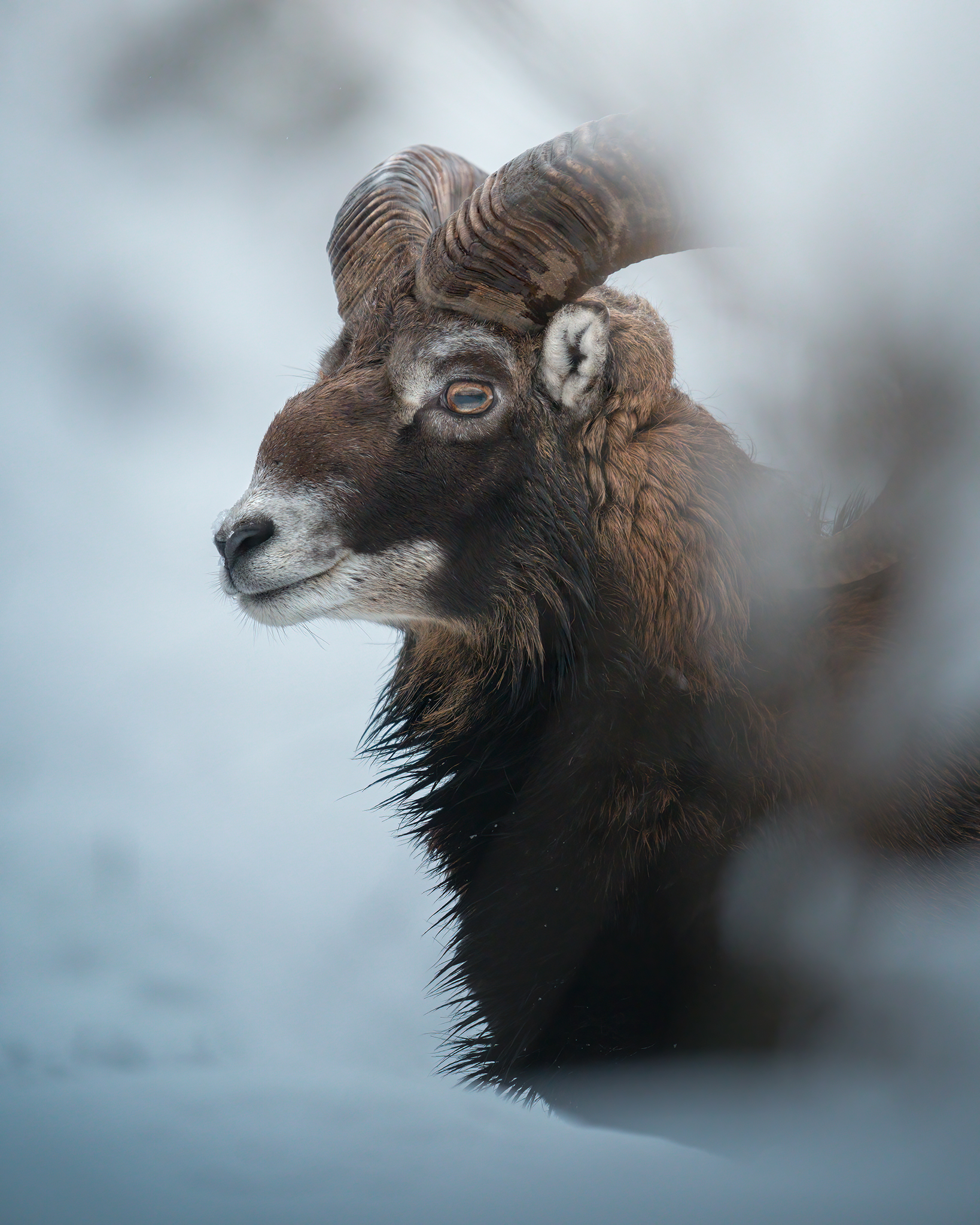 Mouflon in the snow