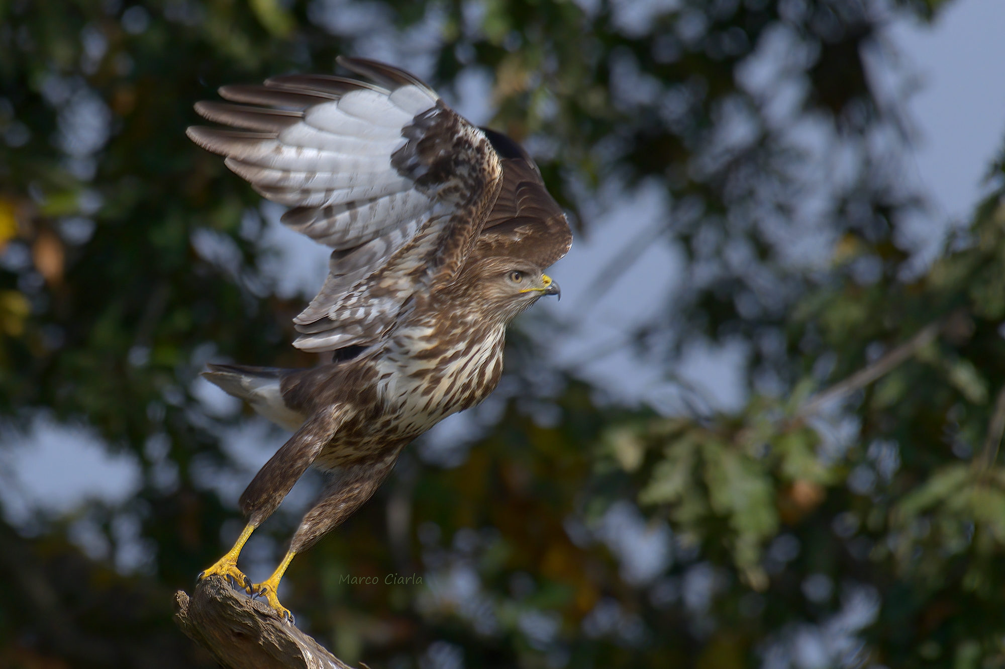 Buzzard (Buteo buteo)