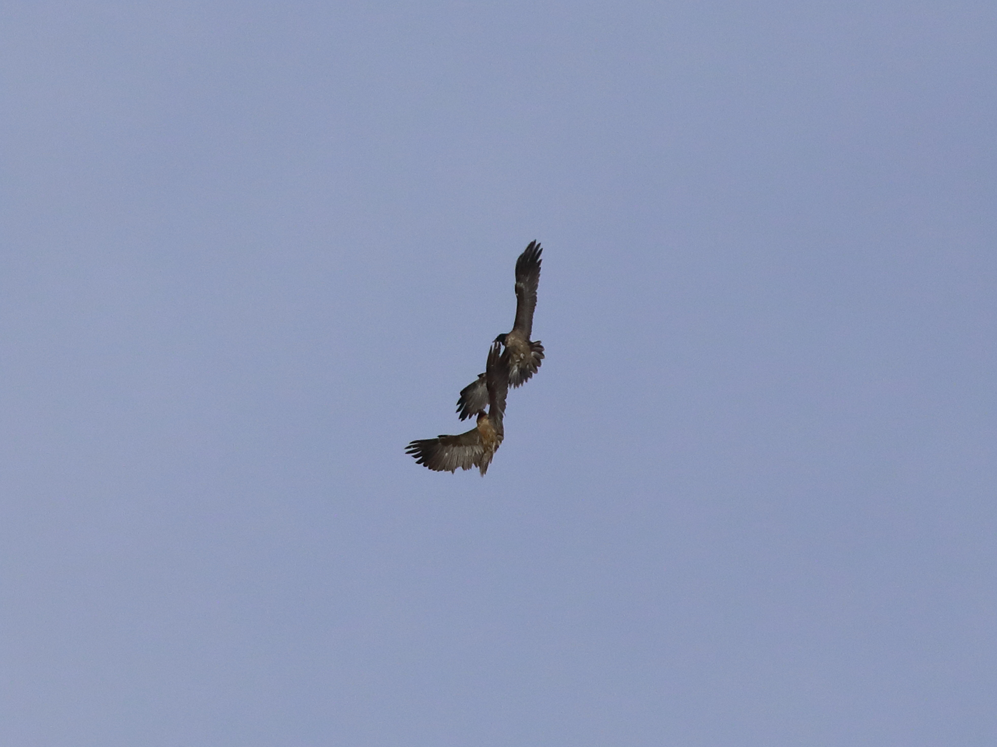 Bearded vultures in struggle