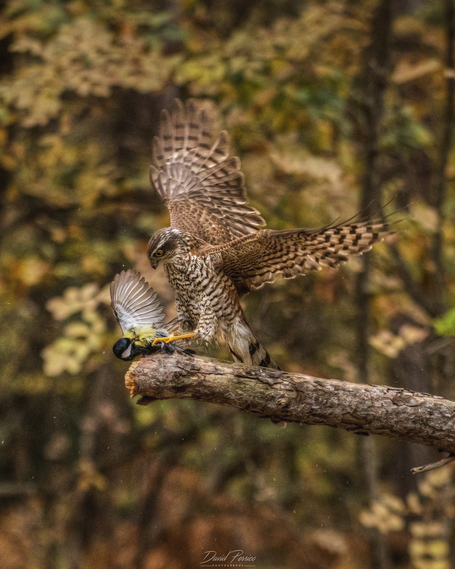 Sparrowhawk with prey