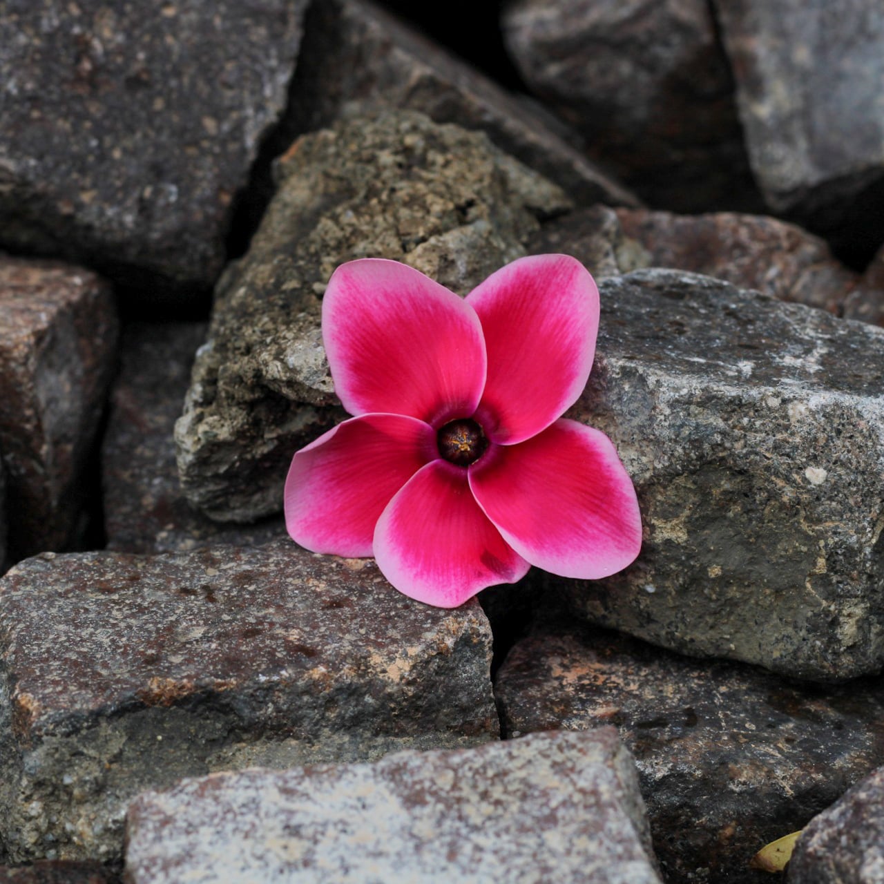 Il colore nella monotonia