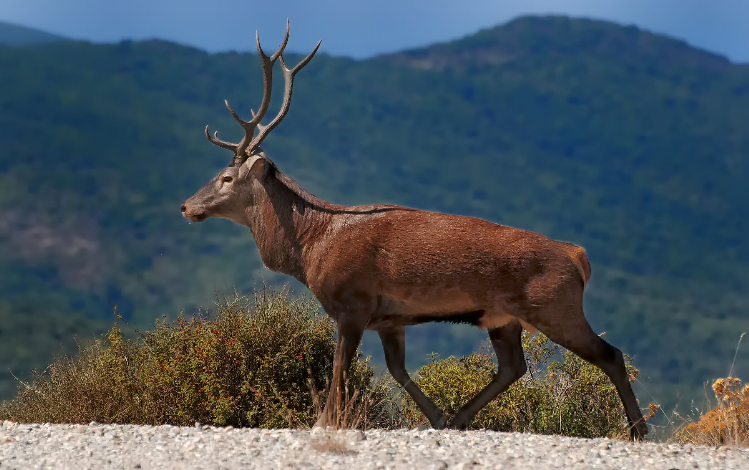 Sardinian deer