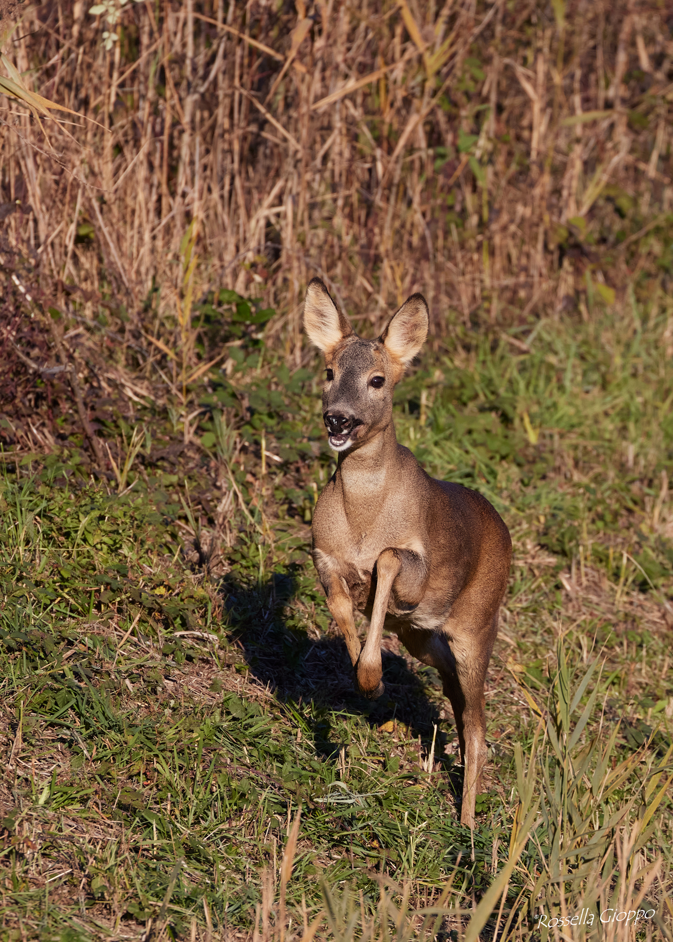 Capreolus capreolus (Roe deer)