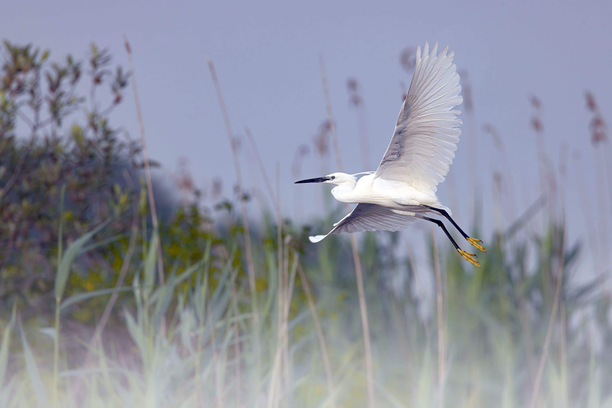 Garzetta (Egretta garzetta)