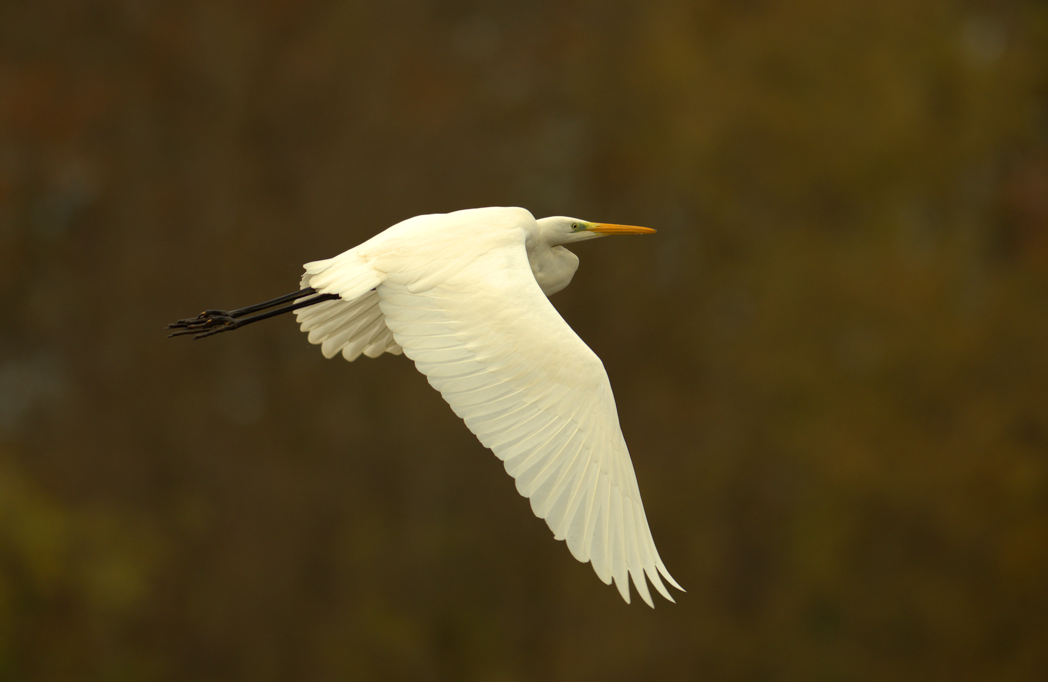 Great white heron