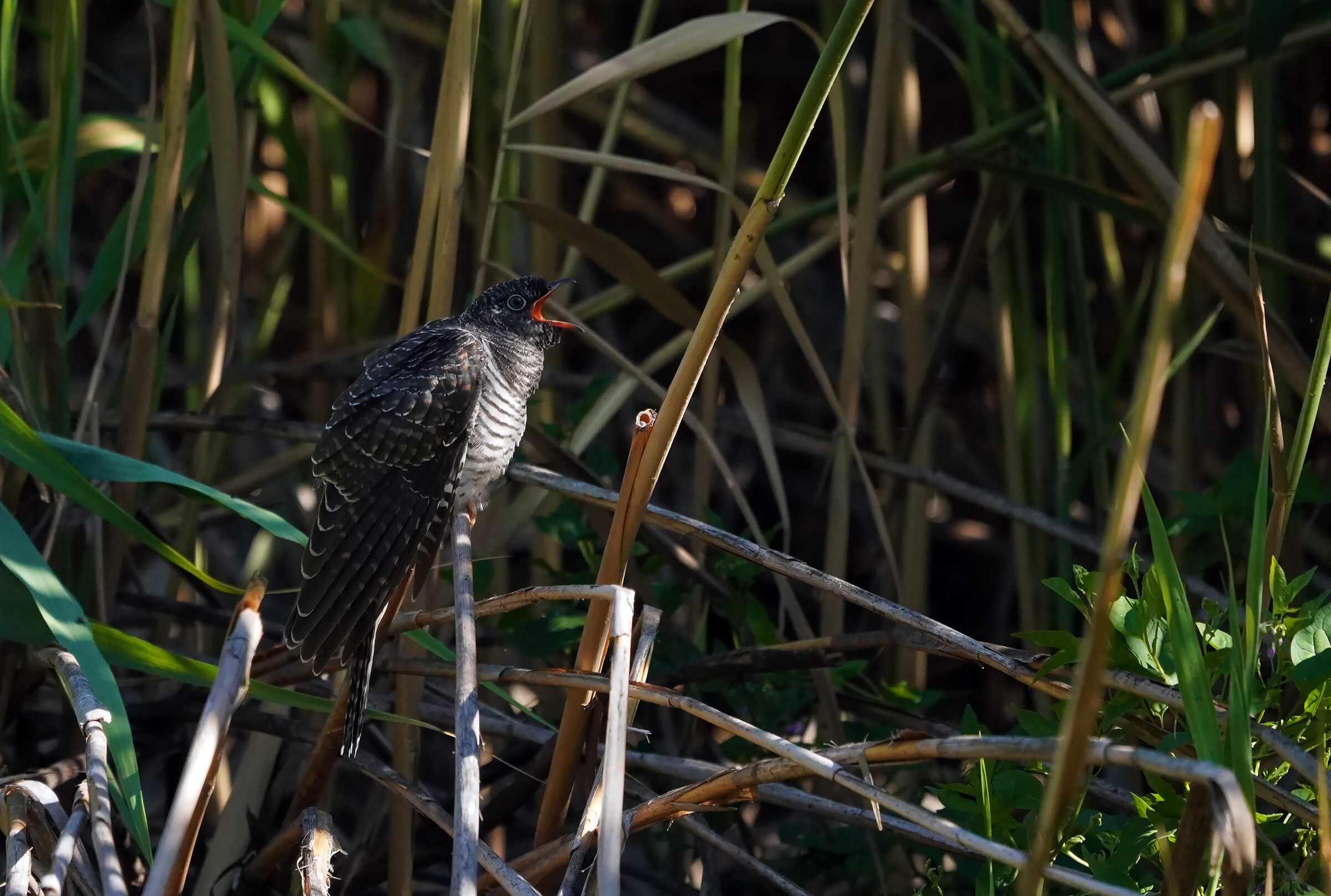 il vociare...del pullo